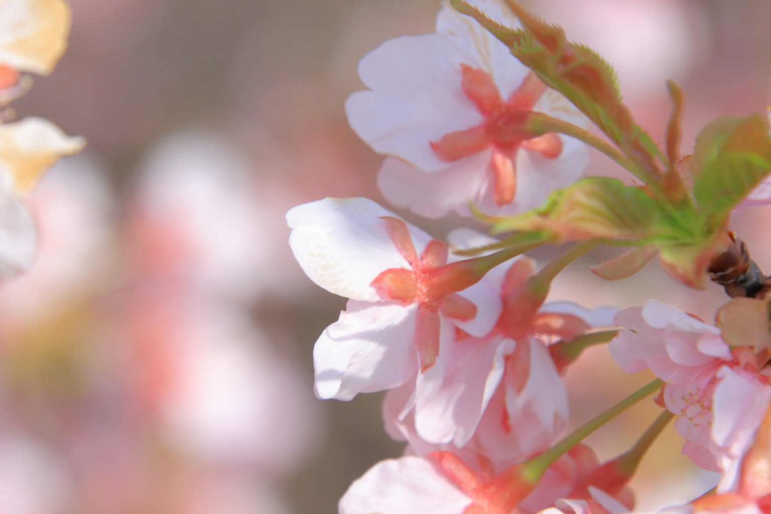 樱花特写，柔和的粉色花瓣和绿色叶子