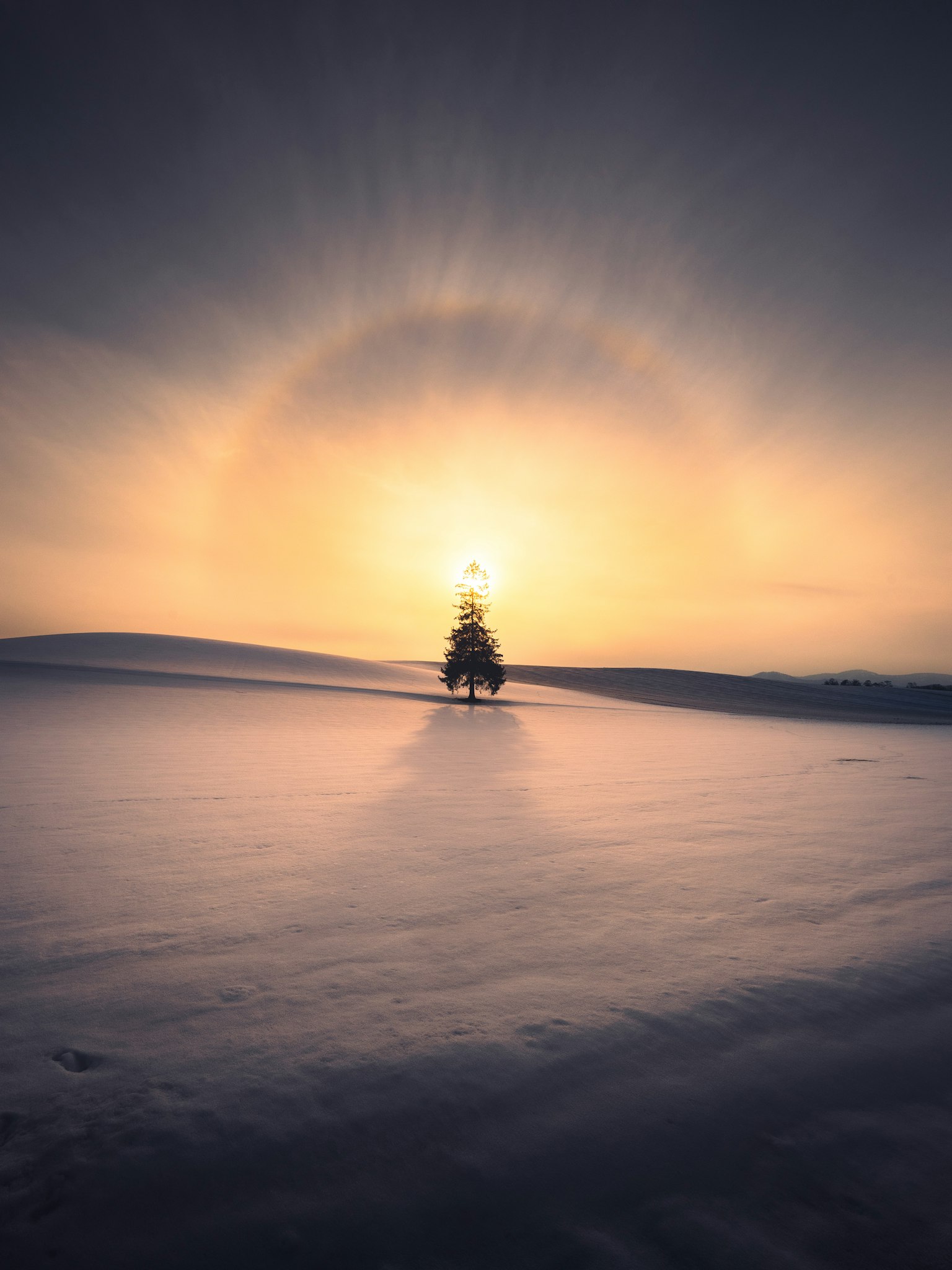 雪に覆われた風景の中に立つ一本の木とその背後に広がる美しい日の出