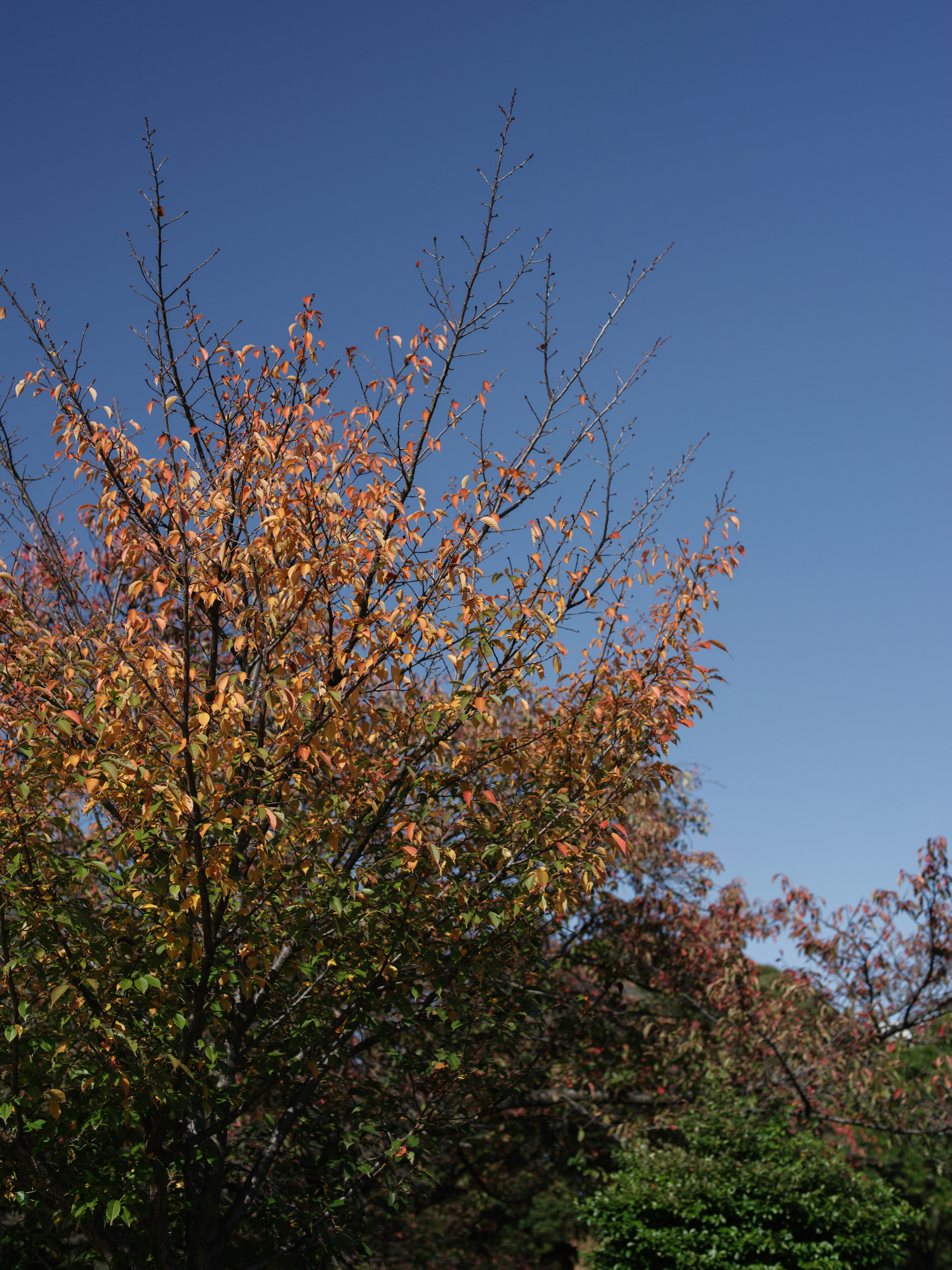 Autumn trees with yellow leaves under a clear blue sky