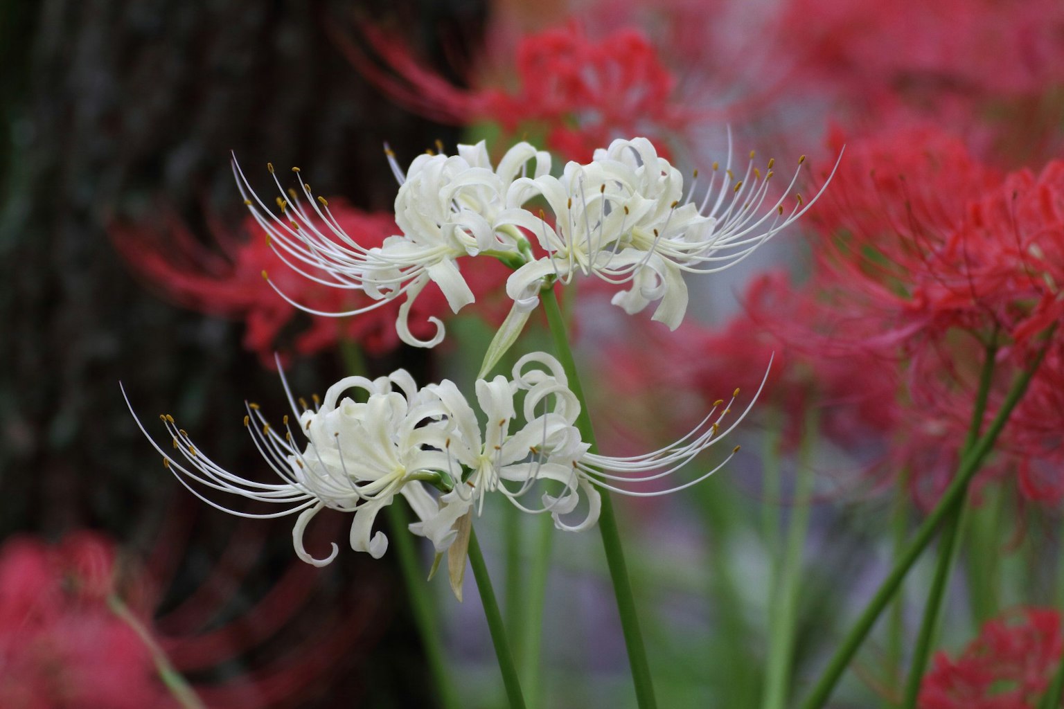 Weiße und rote Spinnenlilien blühen in einem Garten