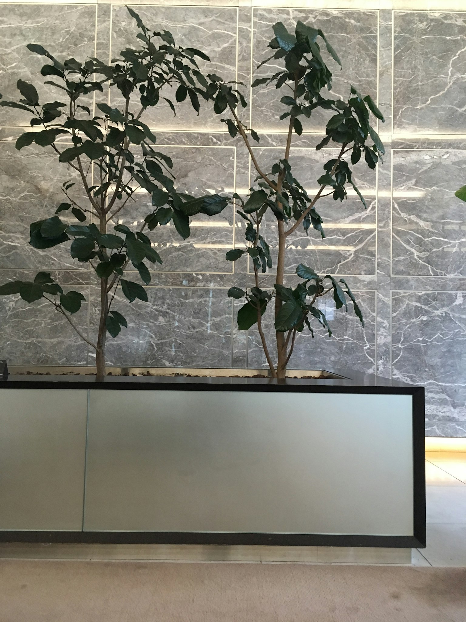 室內場景，兩棵綠葉樹在透明花盆中