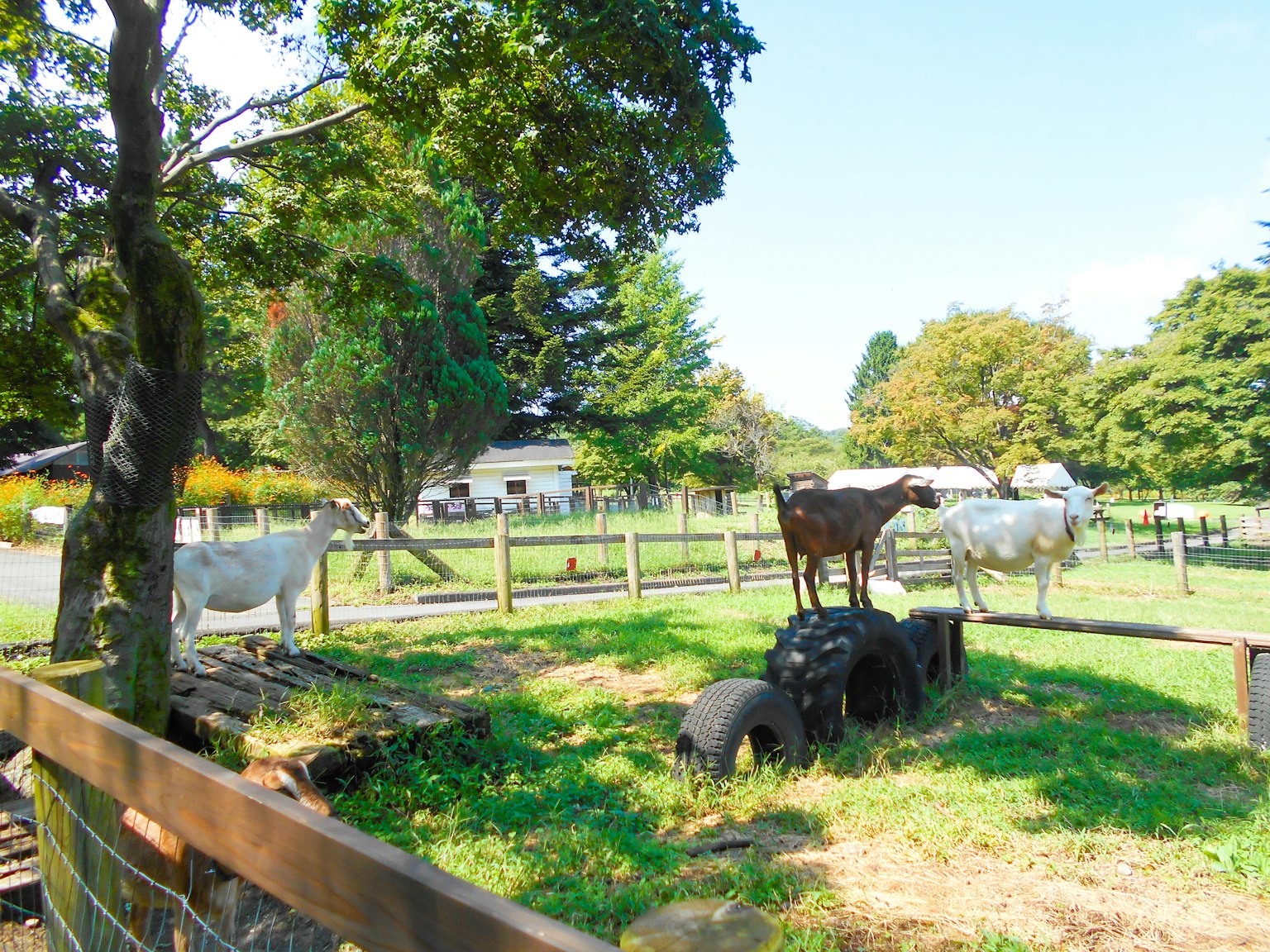 Farm scene with white goats and a brown goat standing on tires