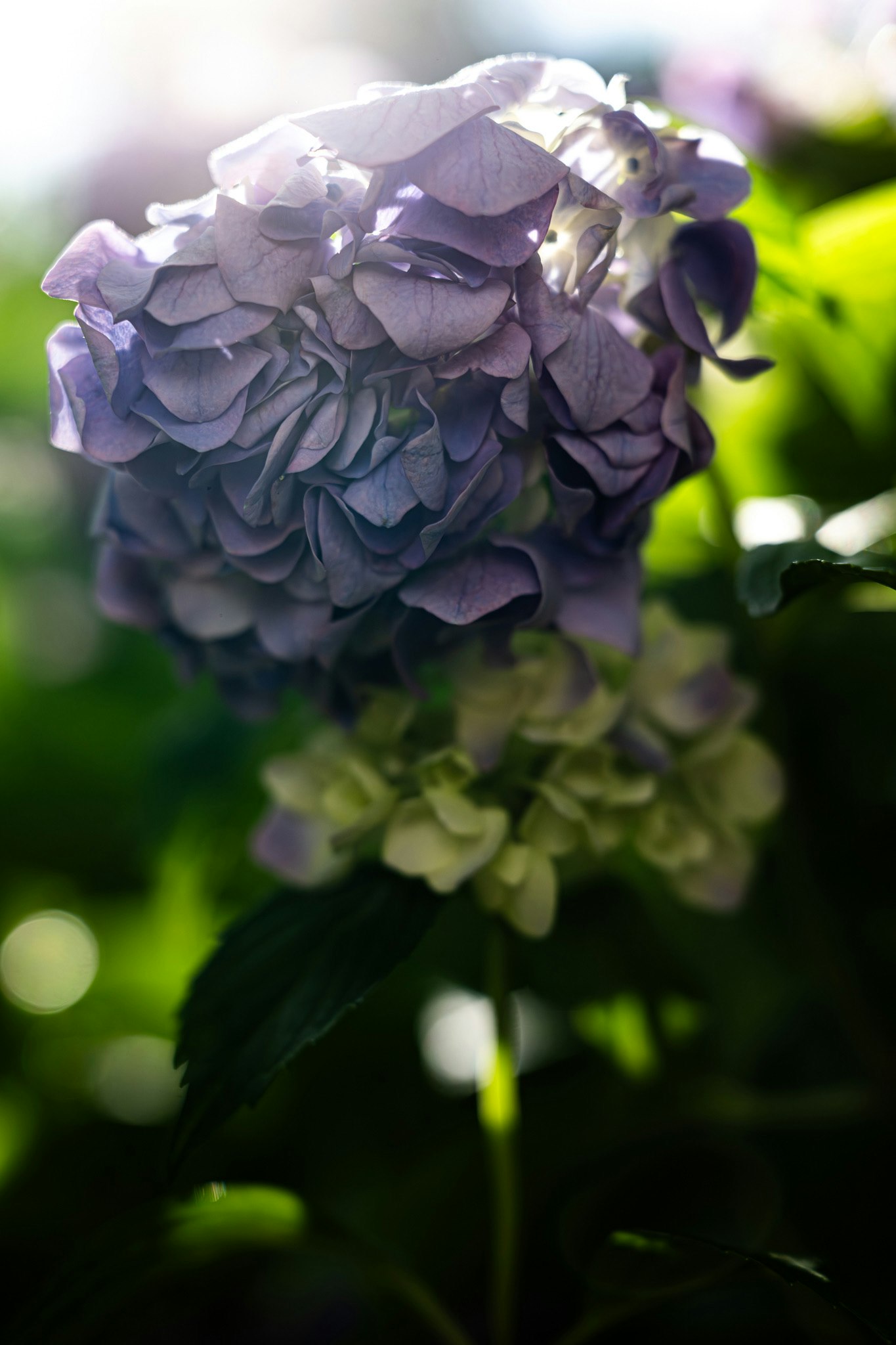 紫のアジサイの花束のクローズアップ