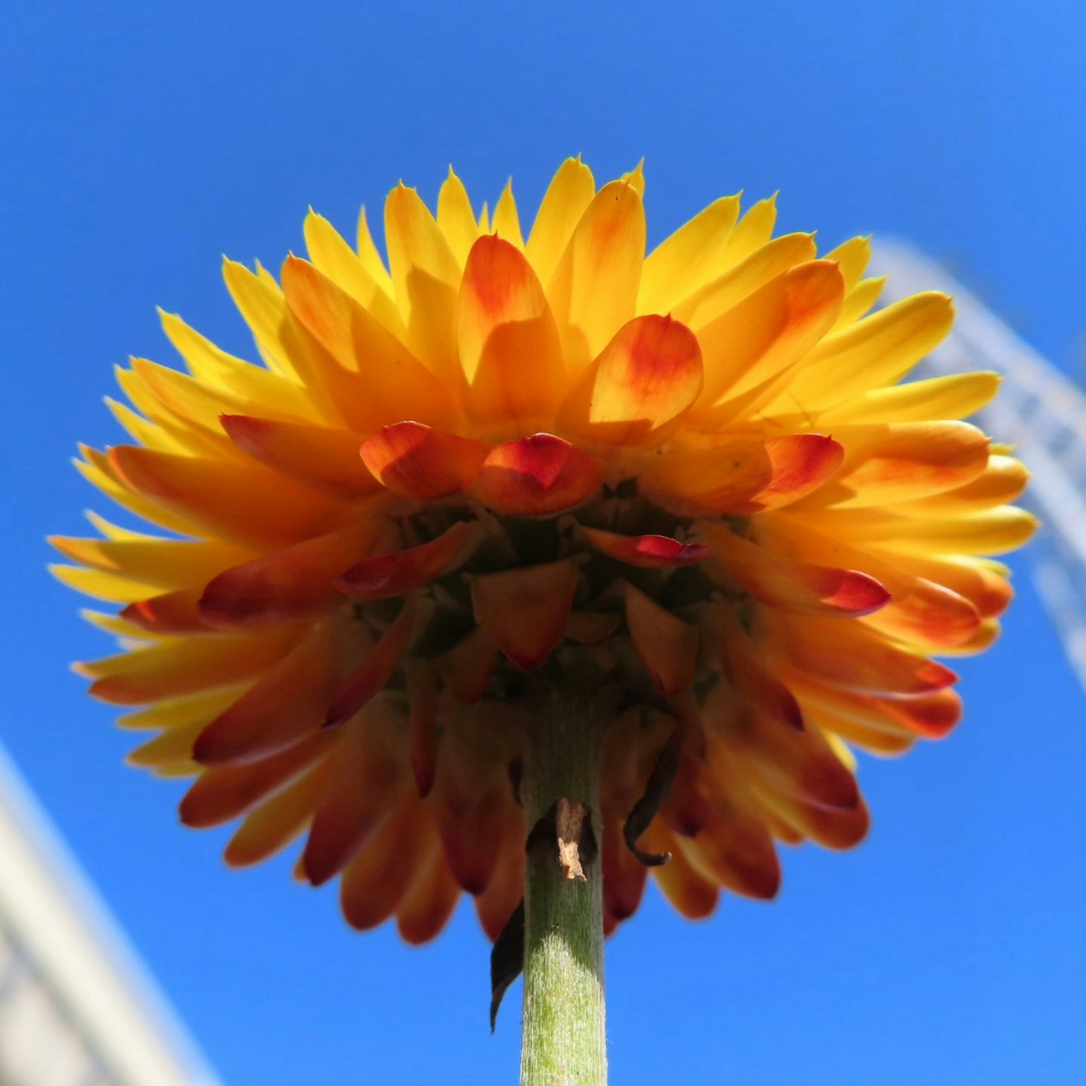 Eine Ansicht von unten einer lebhaften orange-gelben Blume vor blauem Himmel