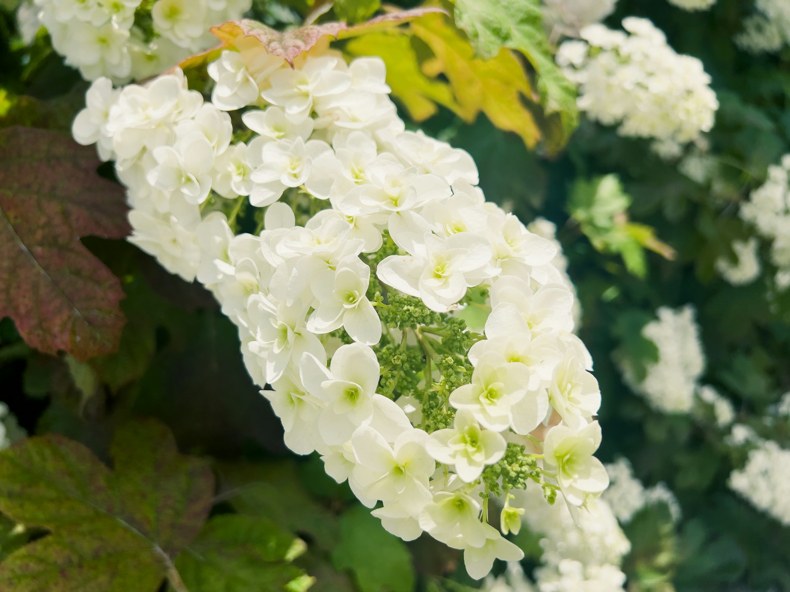 Nahaufnahme von weißen Blüten auf einer Pflanze mit grünen Blättern im Hintergrund