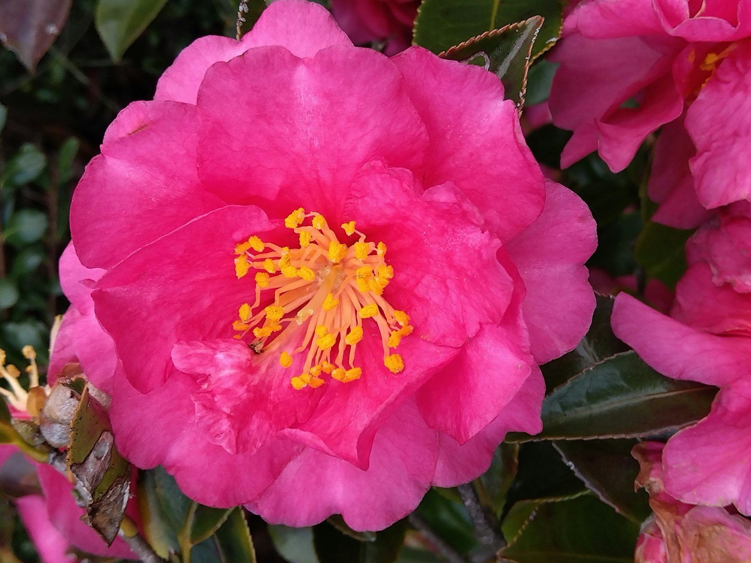 Kamelienblüte mit lebhaften rosa Blütenblättern und gelben Staubblättern