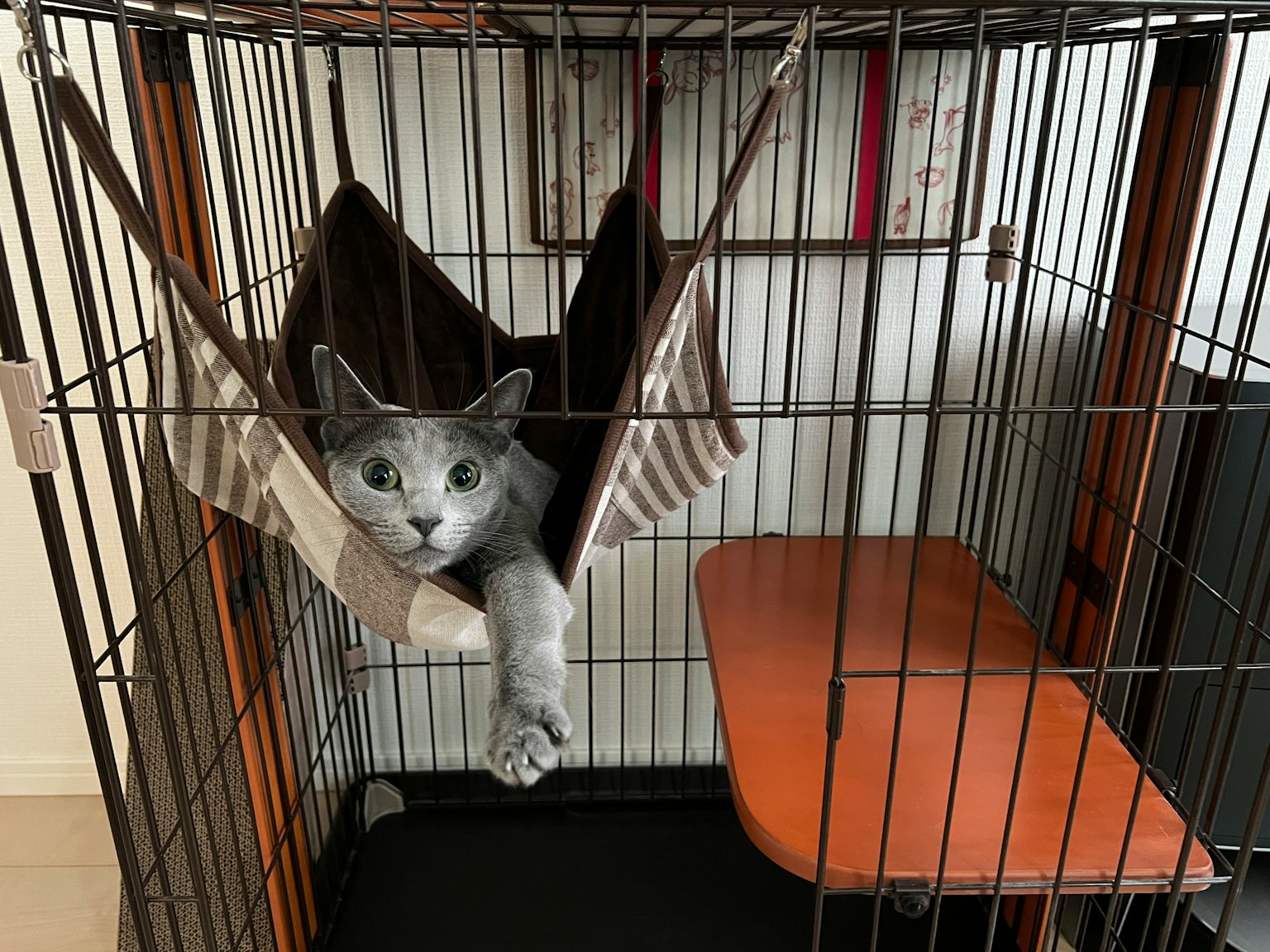 Graue Katze entspannt sich in einer Hängematte in einem Käfig