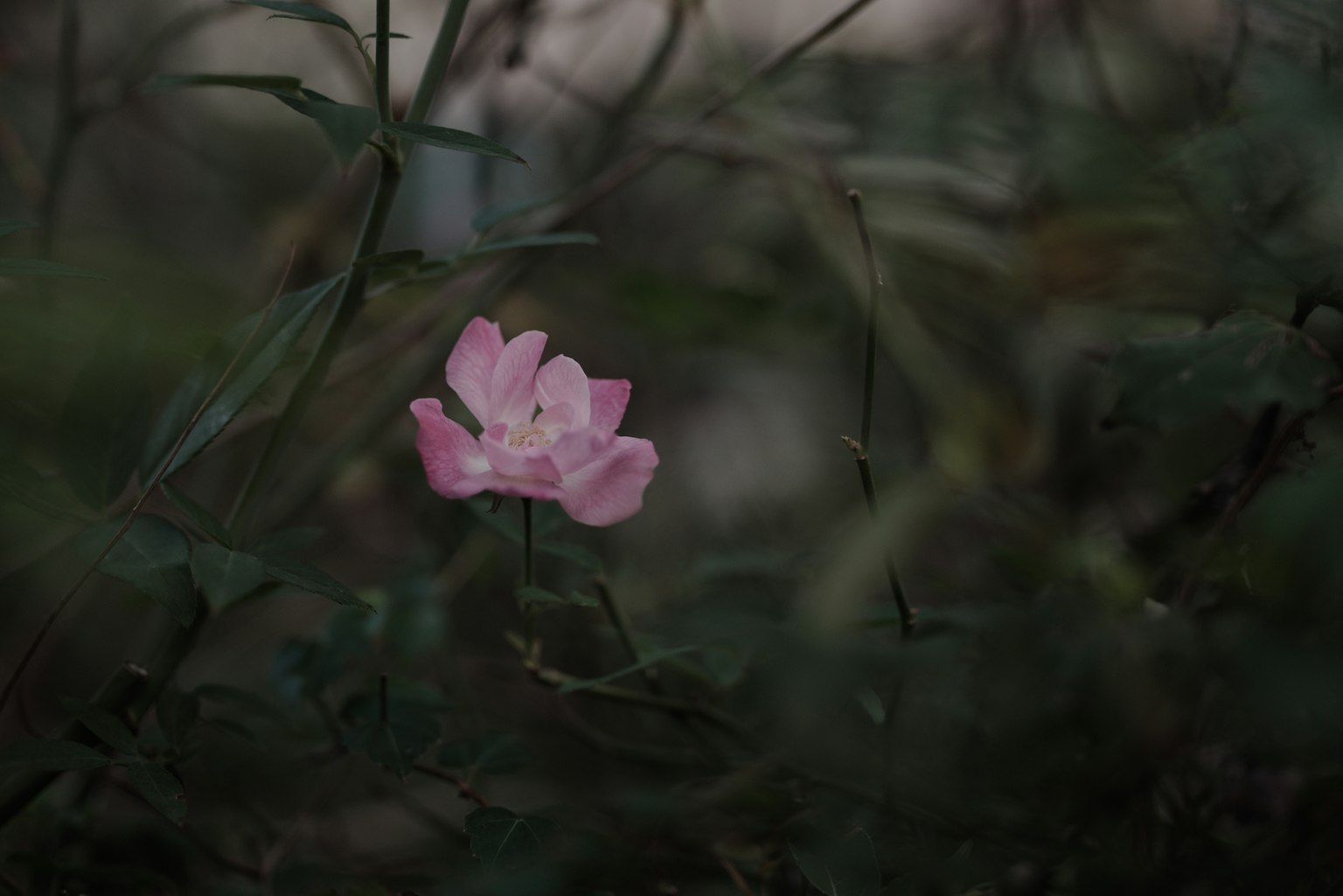 一朵柔和的粉色花朵在黑暗的背景中顯得突出