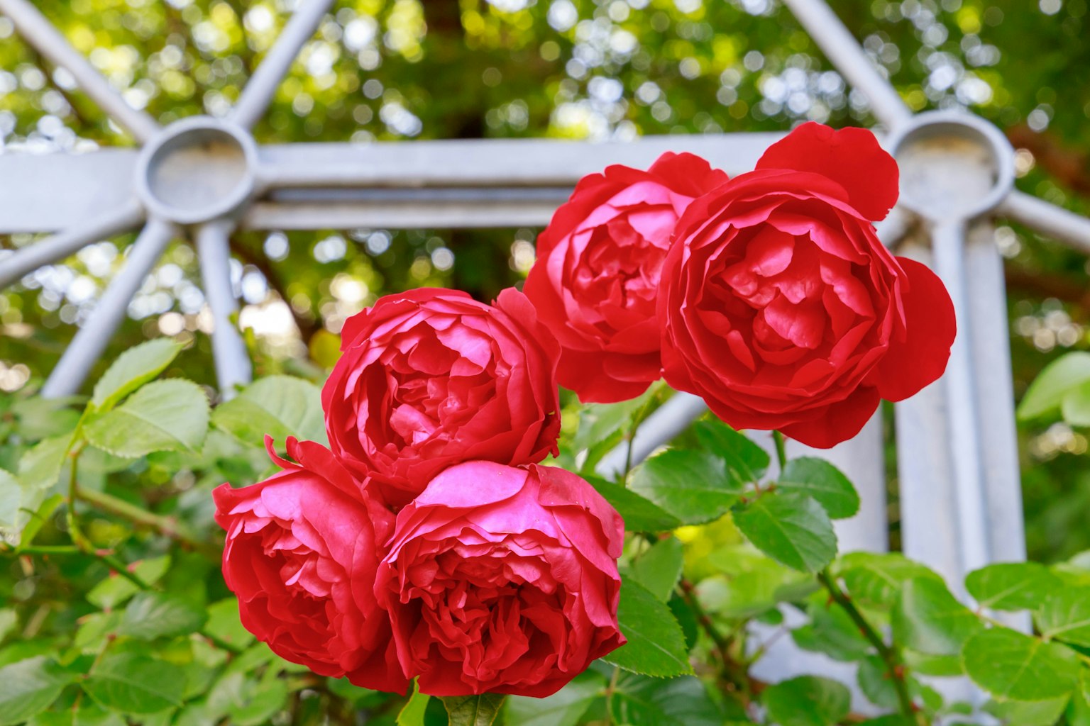 Rosas rojas vibrantes rodeadas de hojas verdes