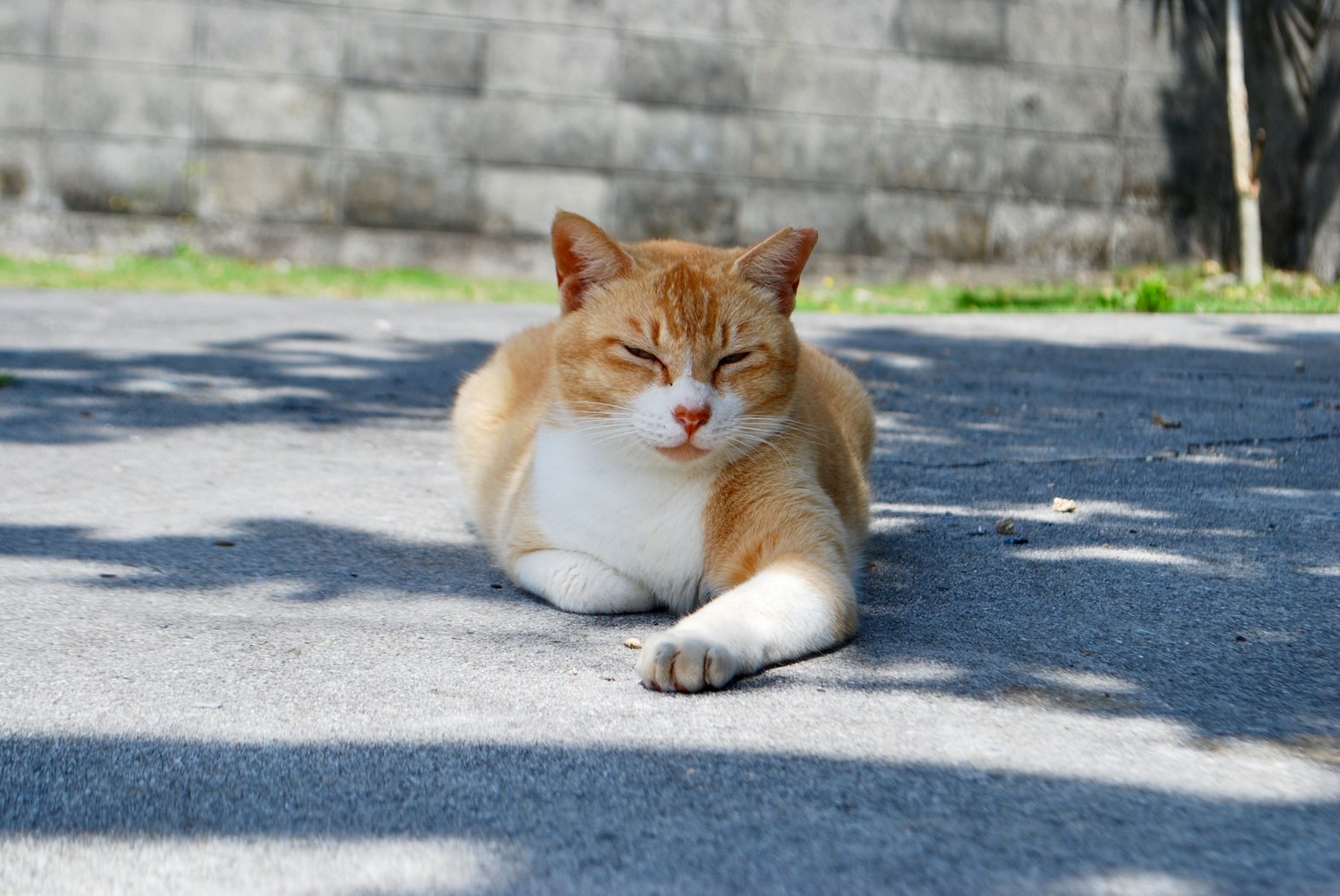 Gatto arancione e bianco sdraiato su un sentiero pavimentato