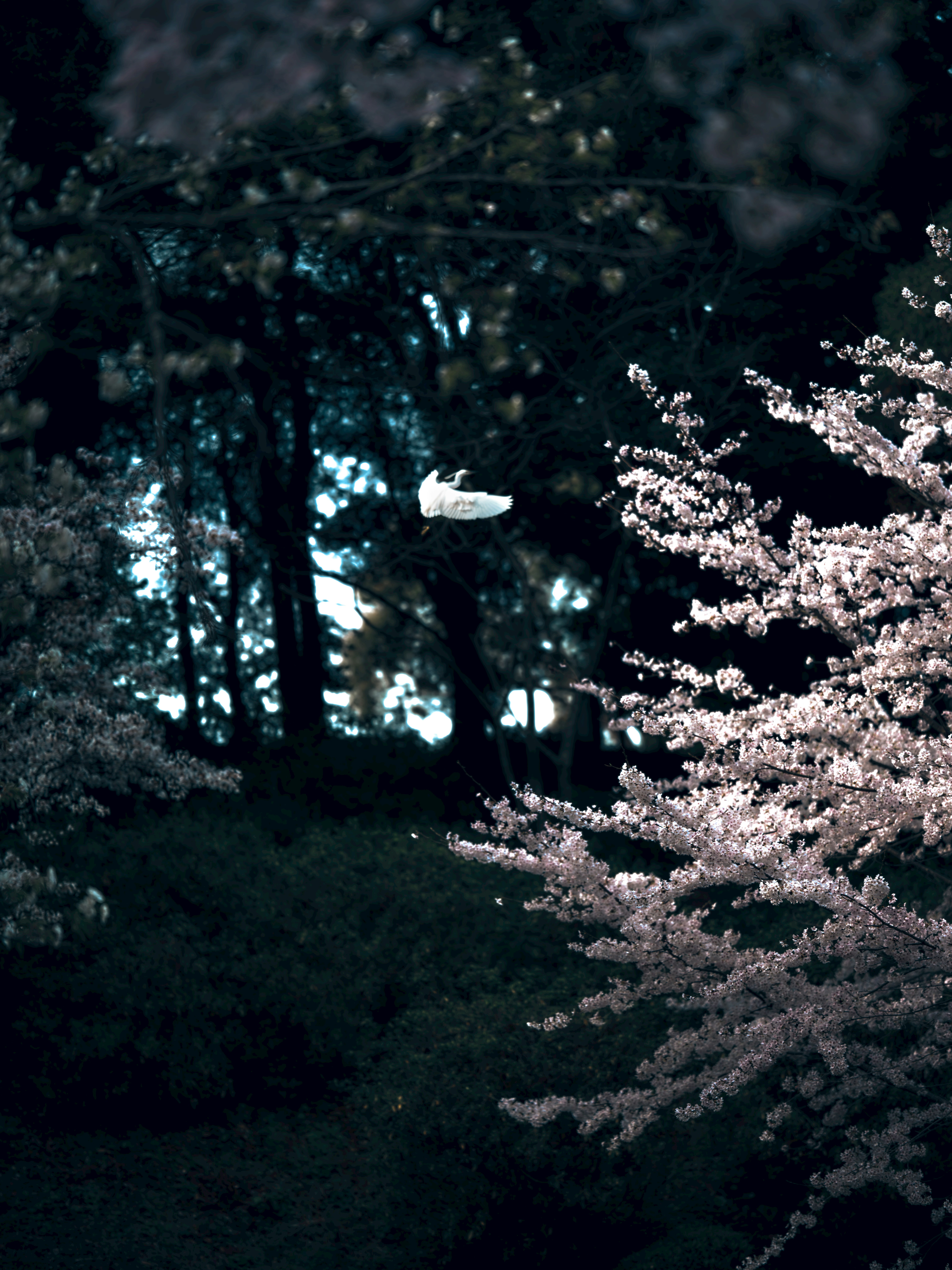 夜の森に浮かぶ桜の枝と淡い光