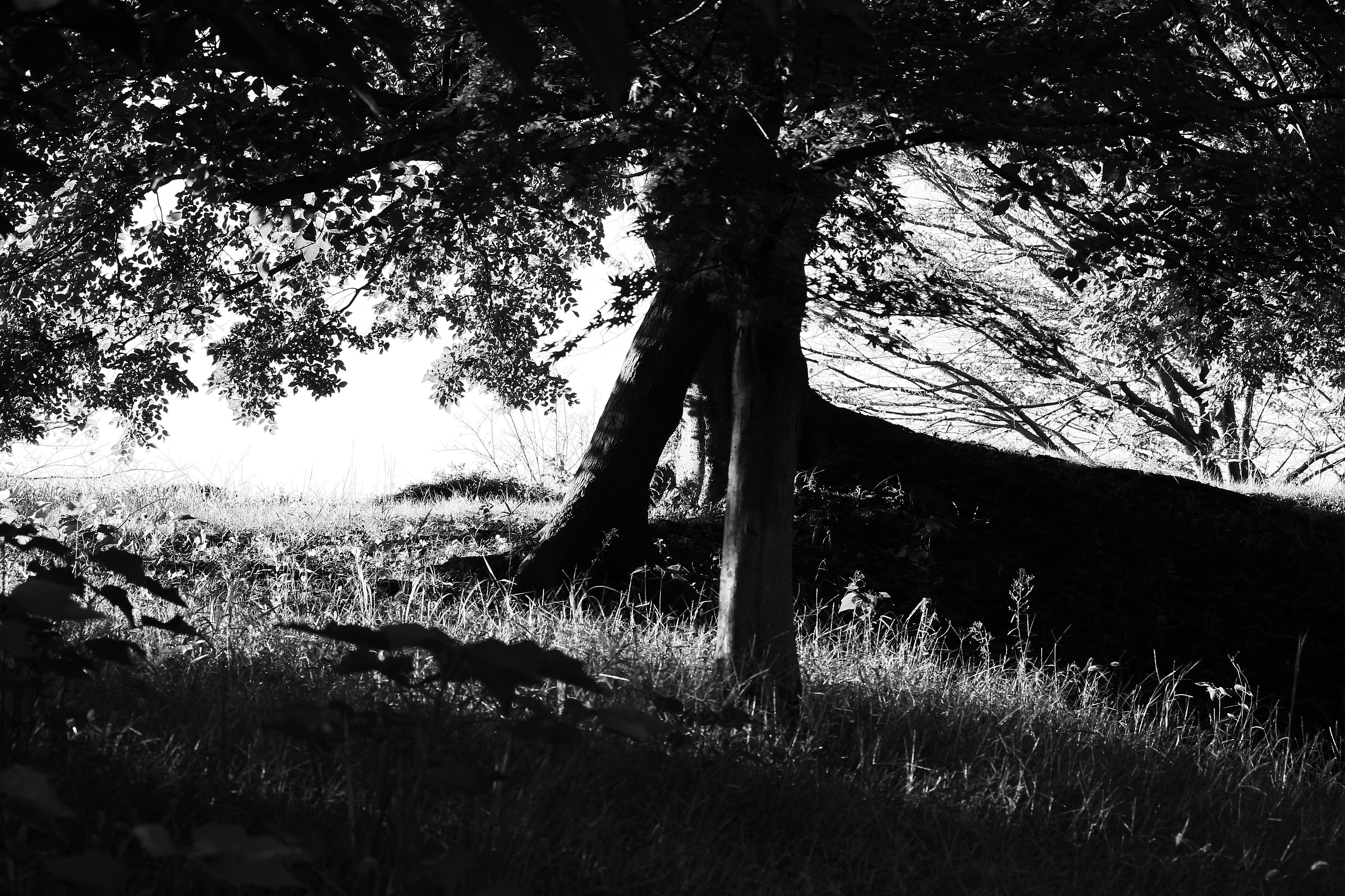 forest landscape with a tree trunk and grassy undergrowth