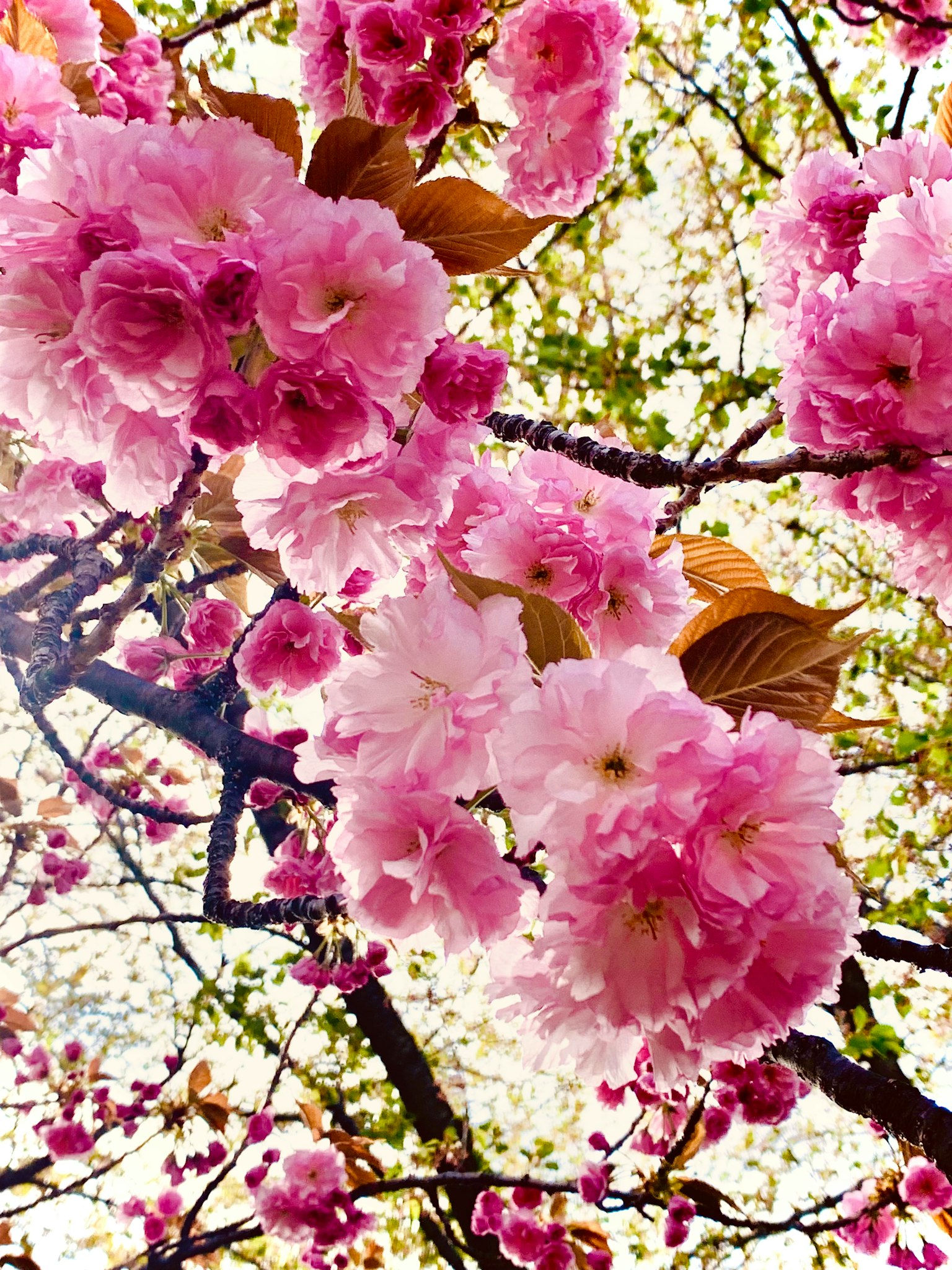 Close-up bunga sakura yang mekar