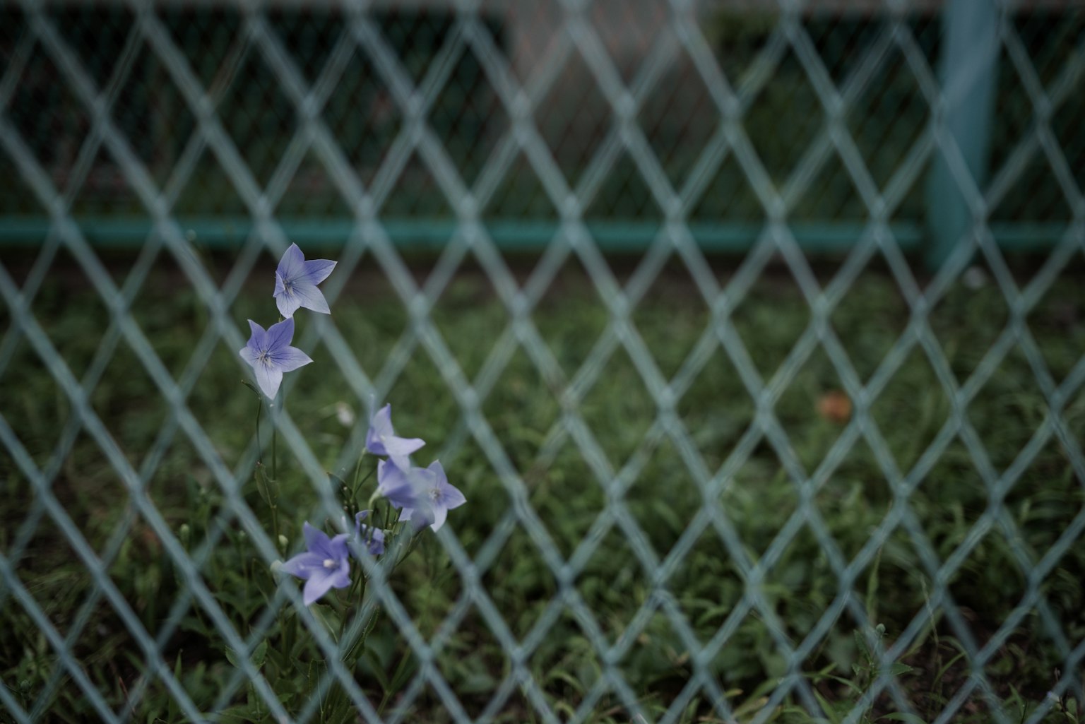 Lila Blumen, die durch einen grünen Zaun gesehen werden, der die Natur hervorhebt