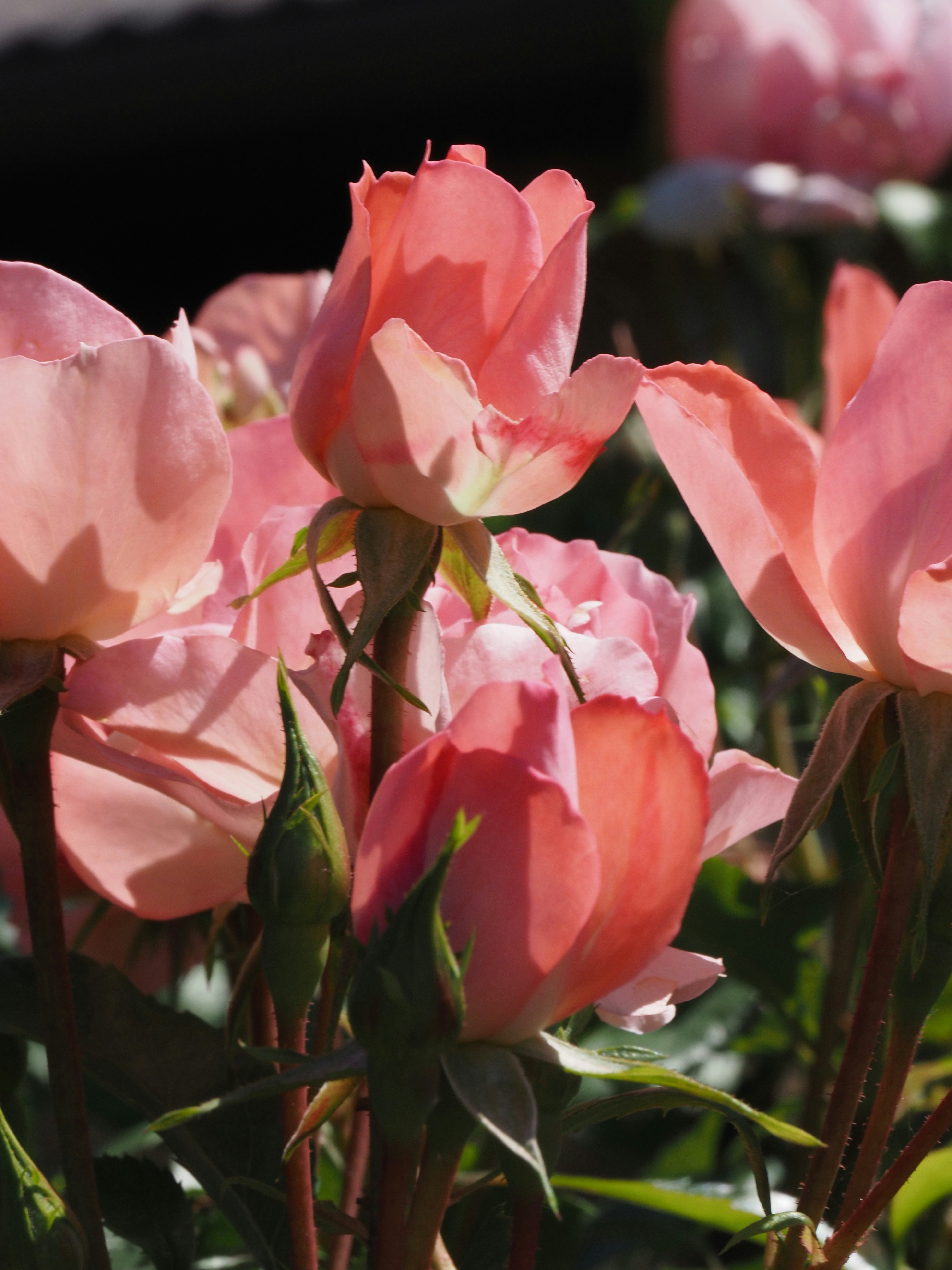春の薔薇園で咲くピンクのバラのクローズアップ