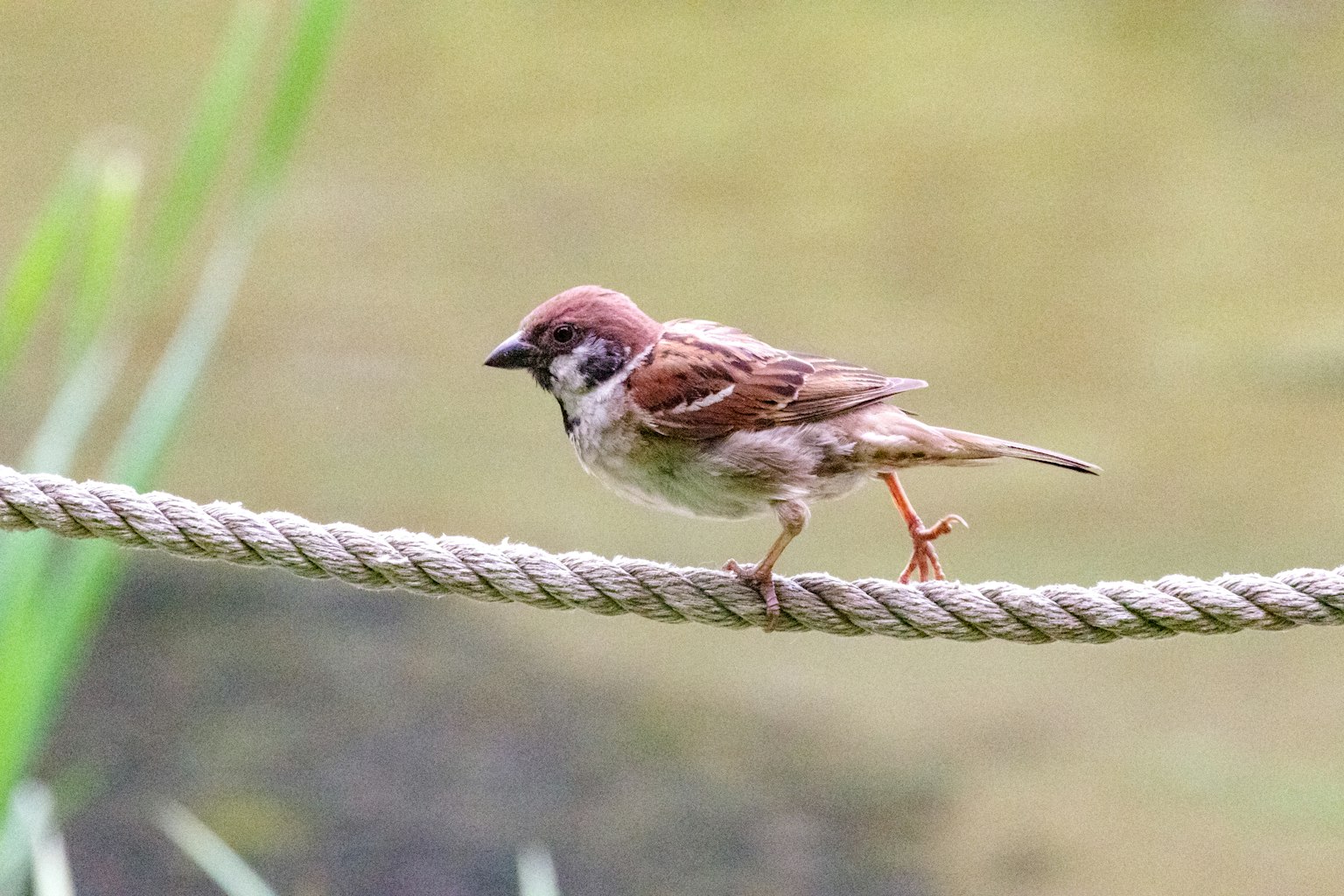 Ein kleiner Vogel, der auf einem Seil neben Wasser geht