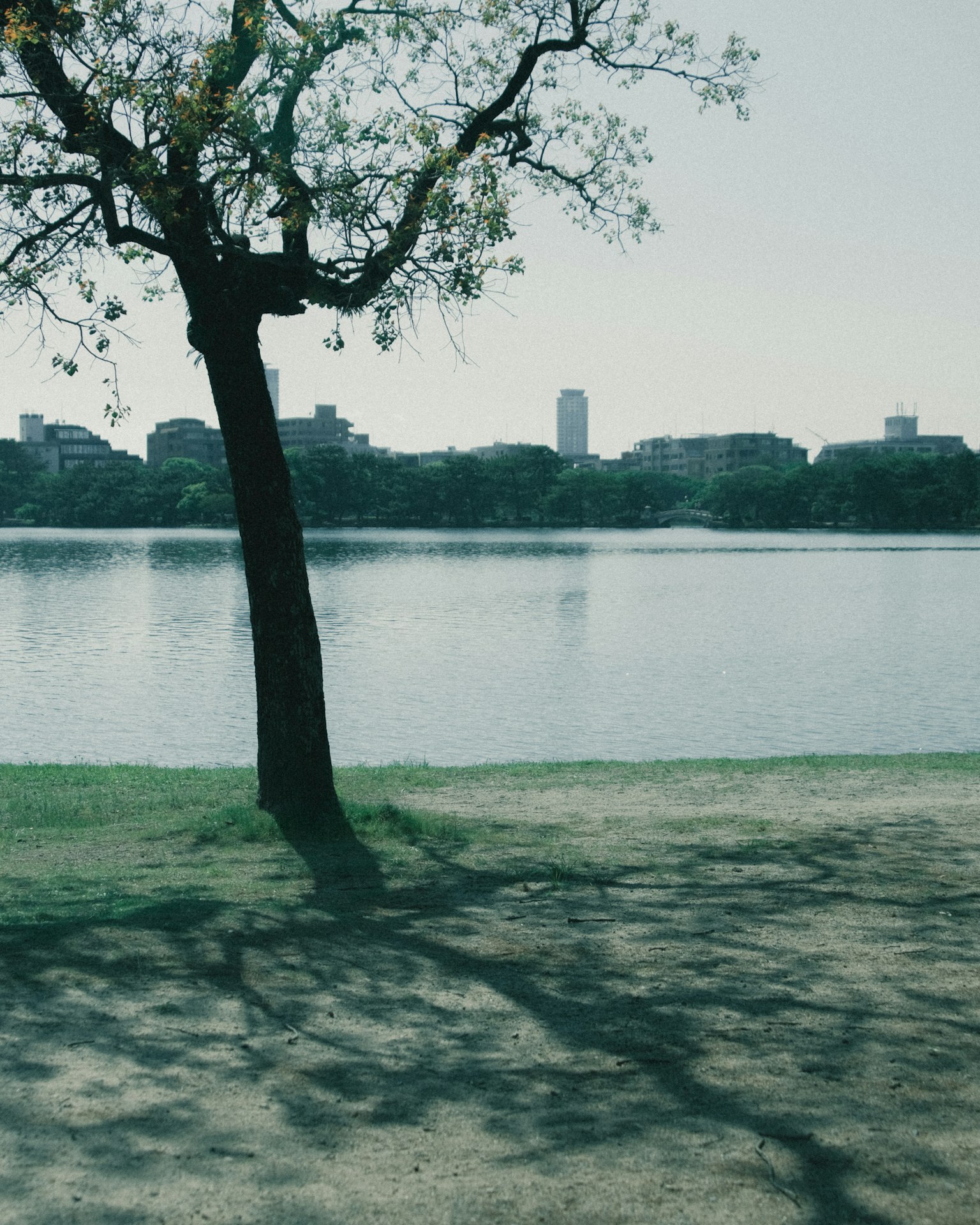 Un arbre au bord du lac projetant une ombre avec une ligne d'horizon urbaine en arrière-plan
