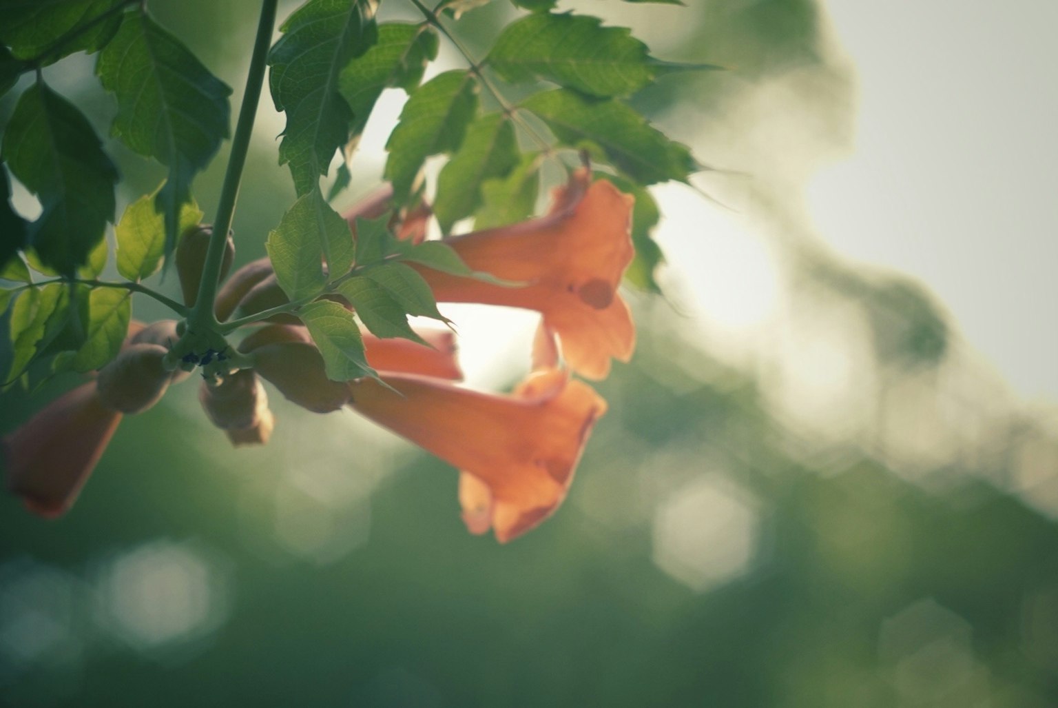 ภาพระยะใกล้ของดอกไม้สีส้มและใบสีเขียวบนพืช