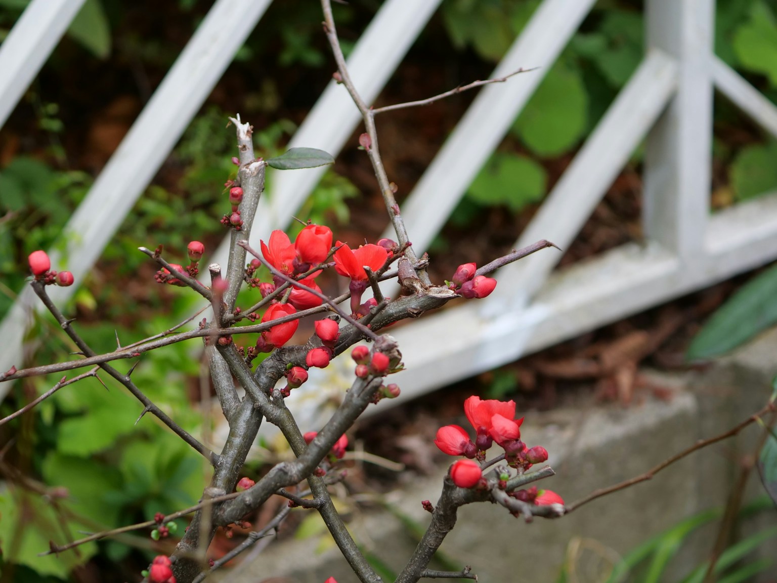 Branch with red flowers and white fence in a garden setting