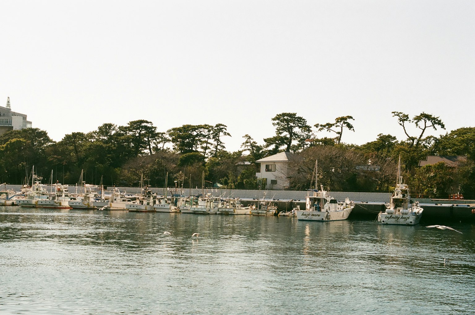 宁静水边小船排列与郁郁葱葱的树木风景