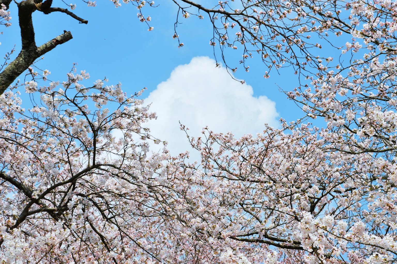 Cherry blossoms in full bloom under a blue sky with a white cloud