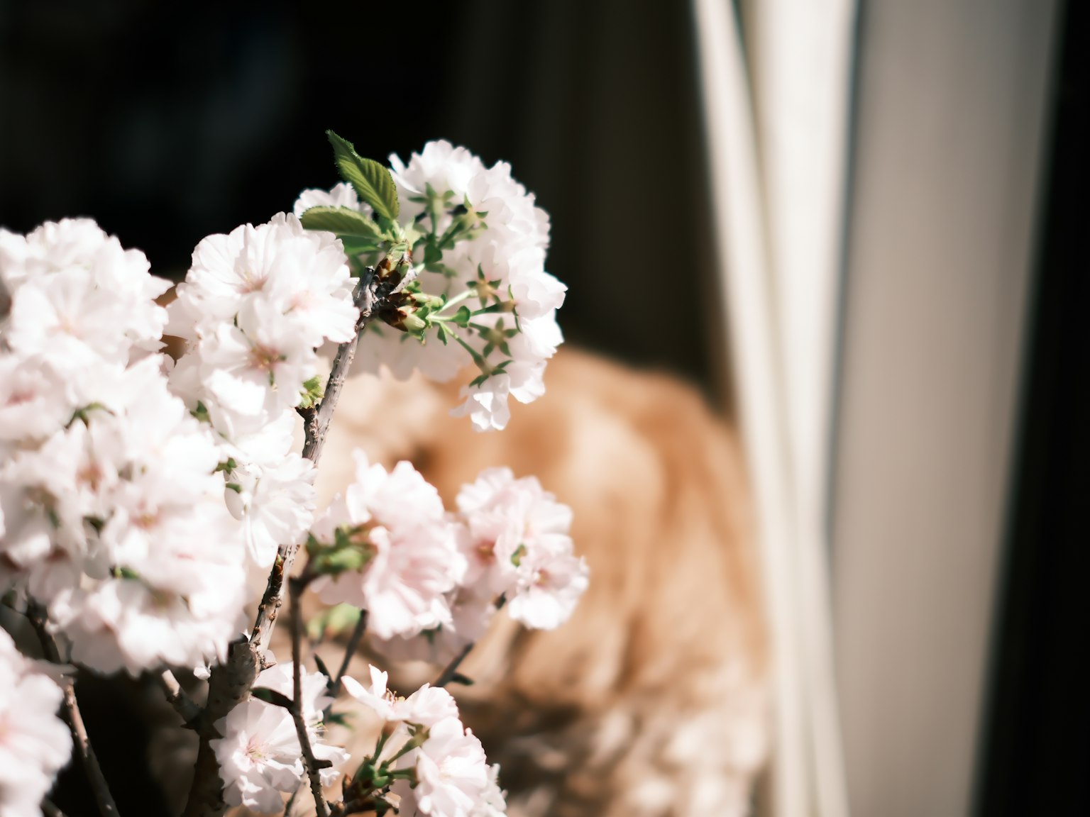 Bunga sakura di jendela dengan anjing kabur di latar belakang