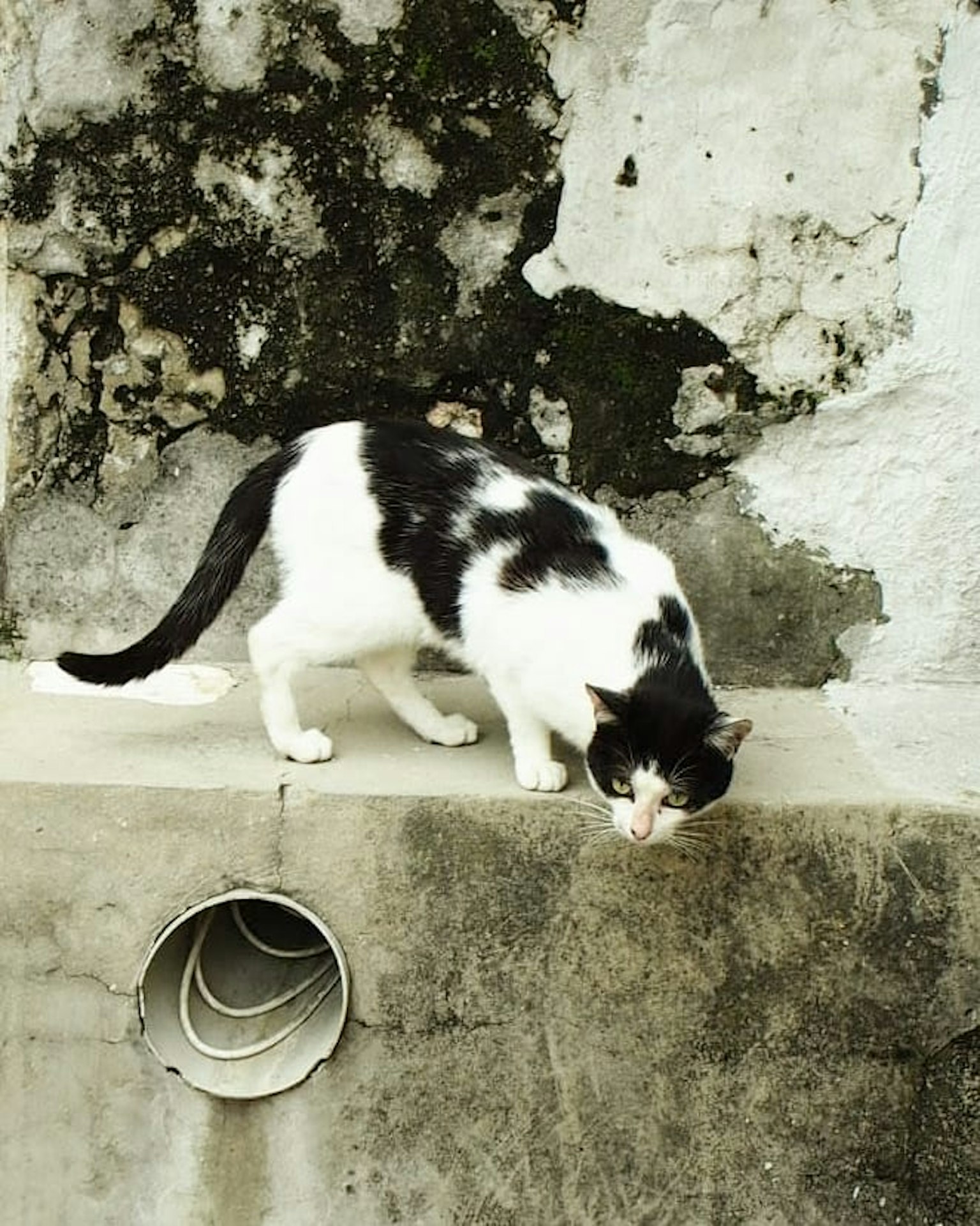 Eine schwarz-weiße Katze, die auf Beton läuft, mit einer alten Wand im Hintergrund