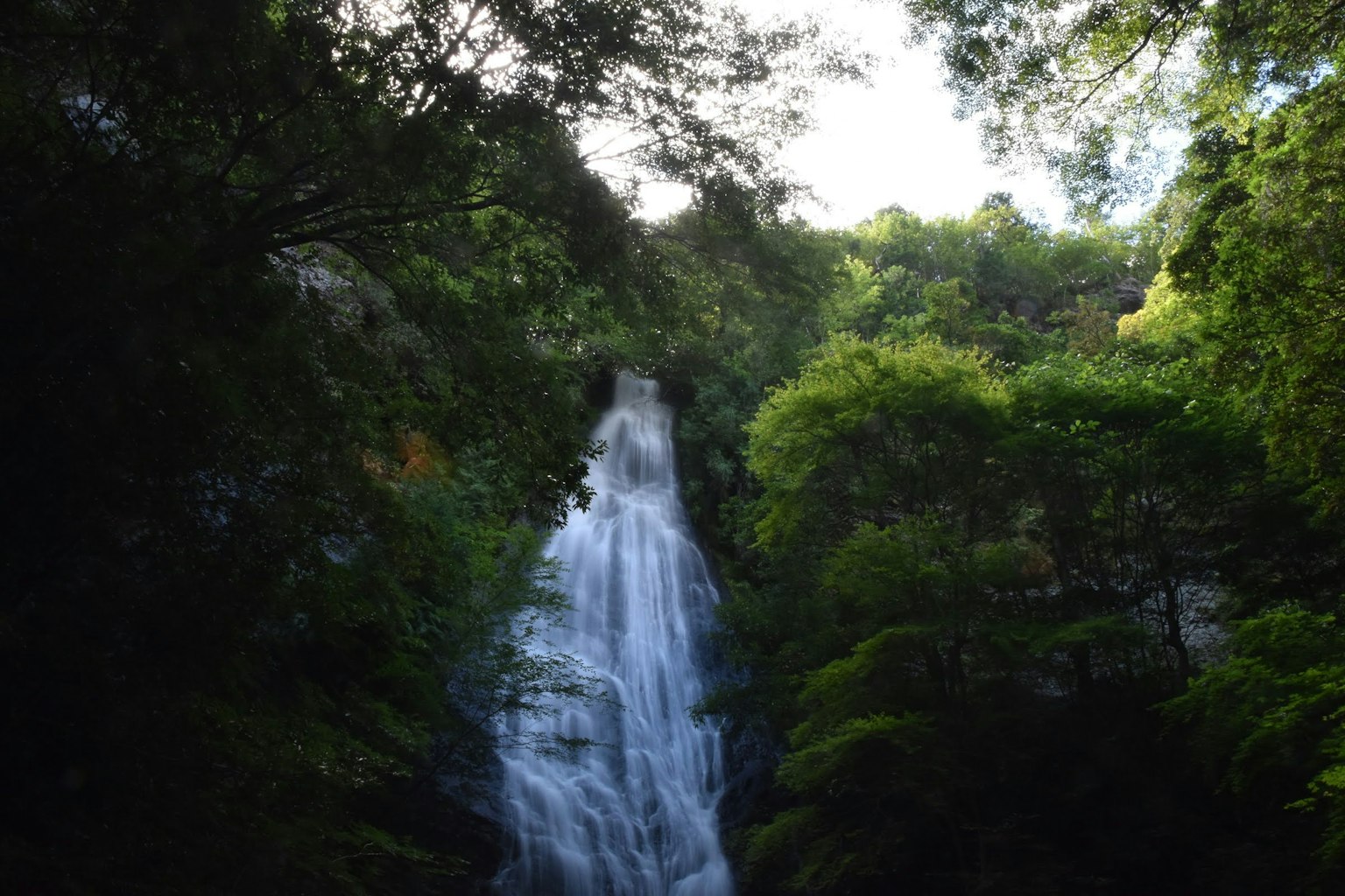 Una cascada que cae a través de un bosque frondoso