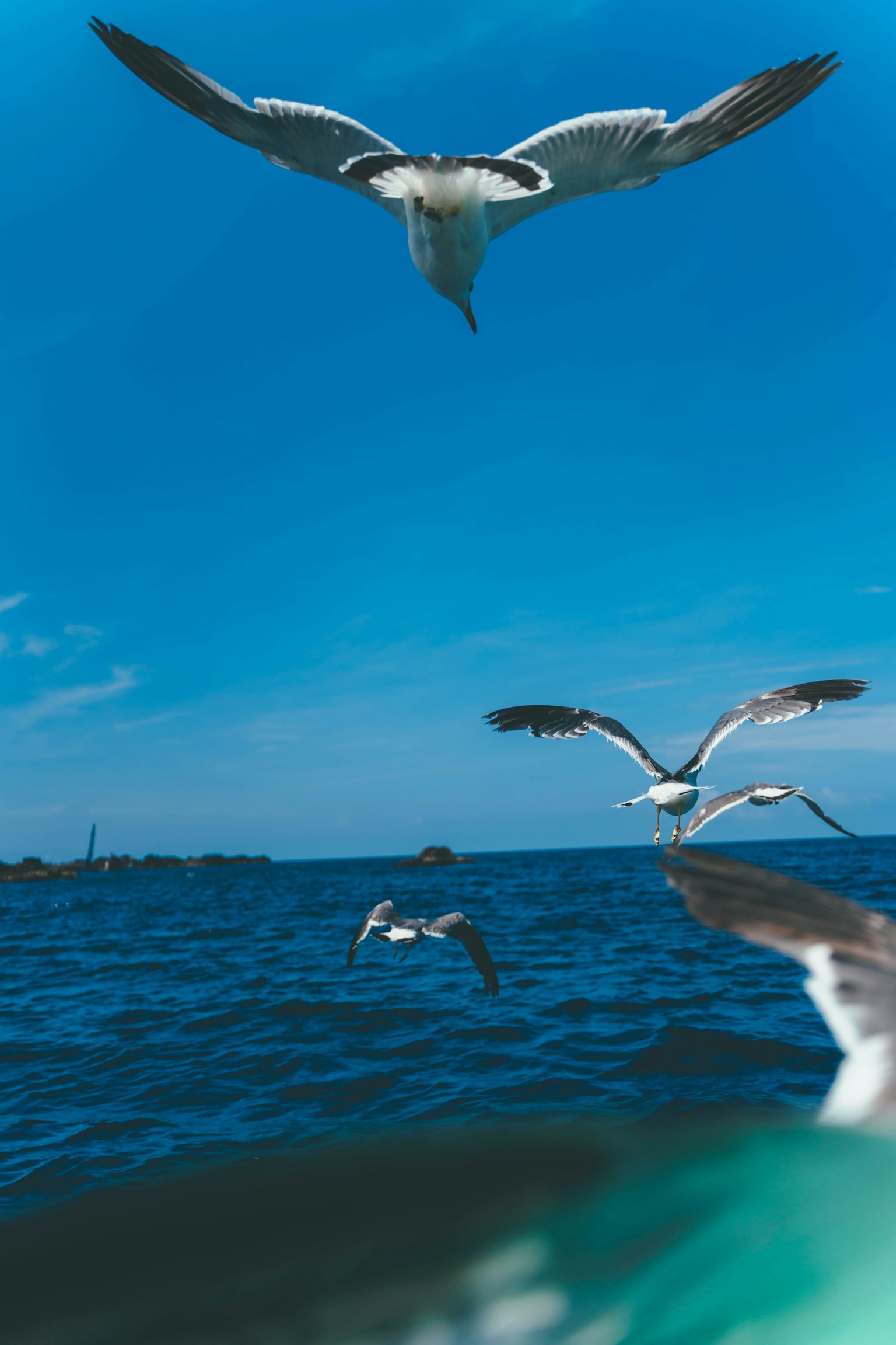Un gruppo di uccelli marini che volano sopra l'acqua blu sotto un cielo sereno