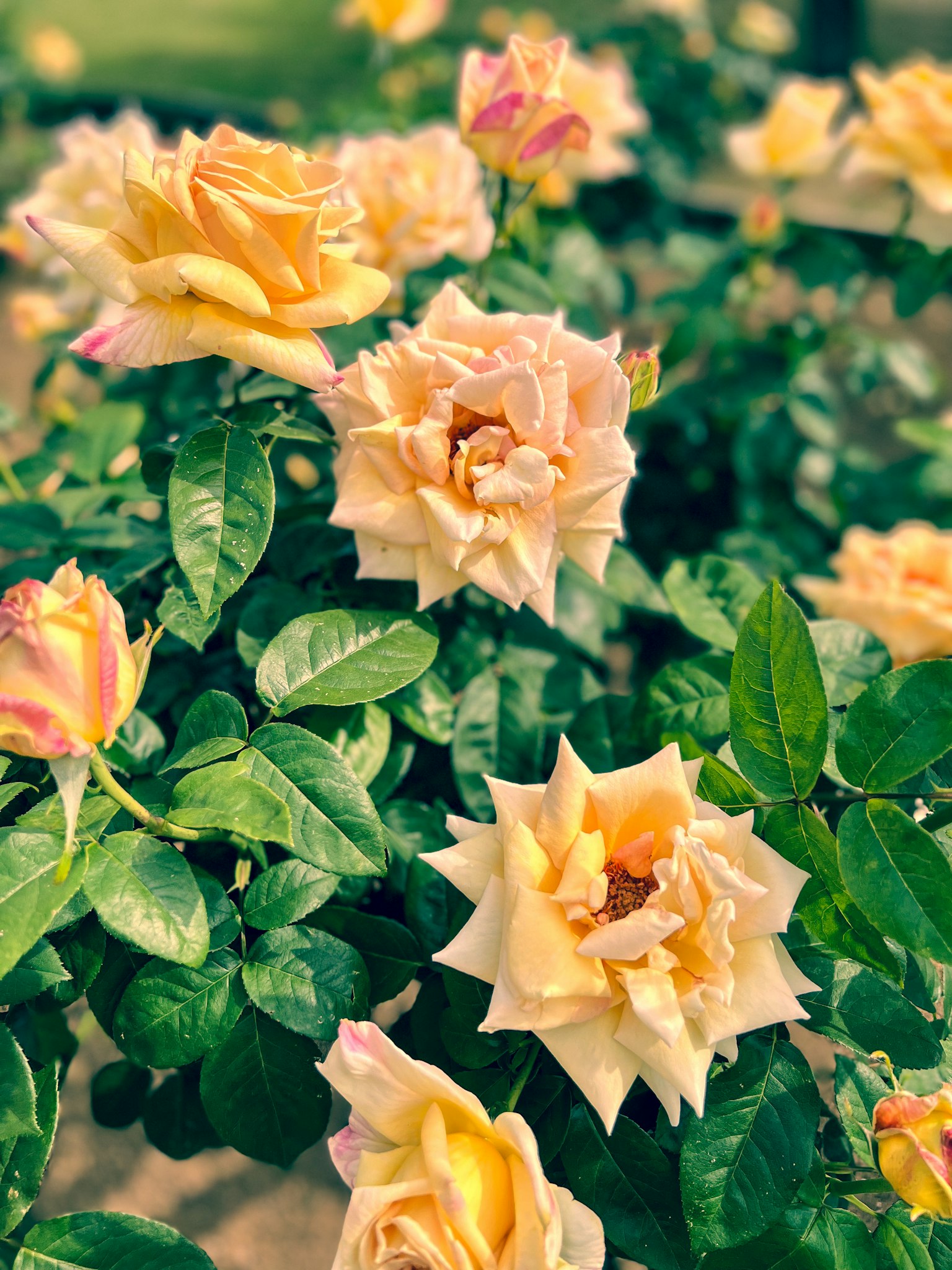 Un grupo de rosas amarillas y durazno en flor rodeadas de hojas verdes