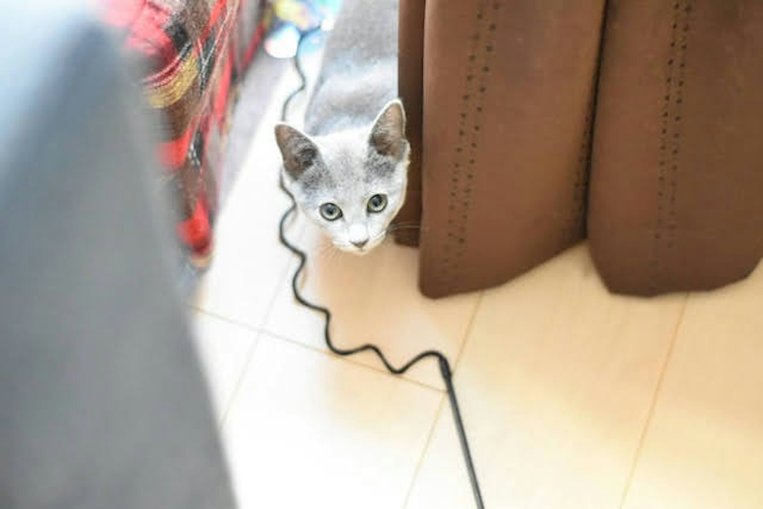 Graue Katze, die hinter dem Vorhang hervorschaut