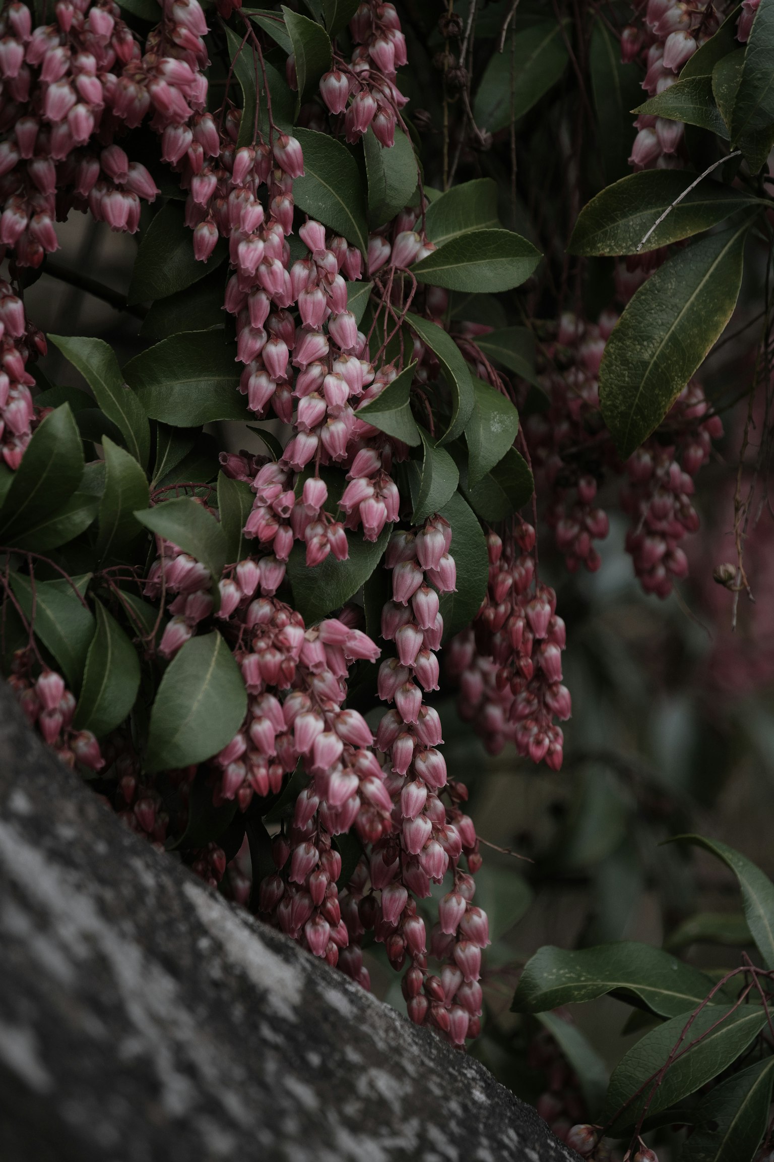 特寫植物，帶有淺粉色花朵和綠色葉子