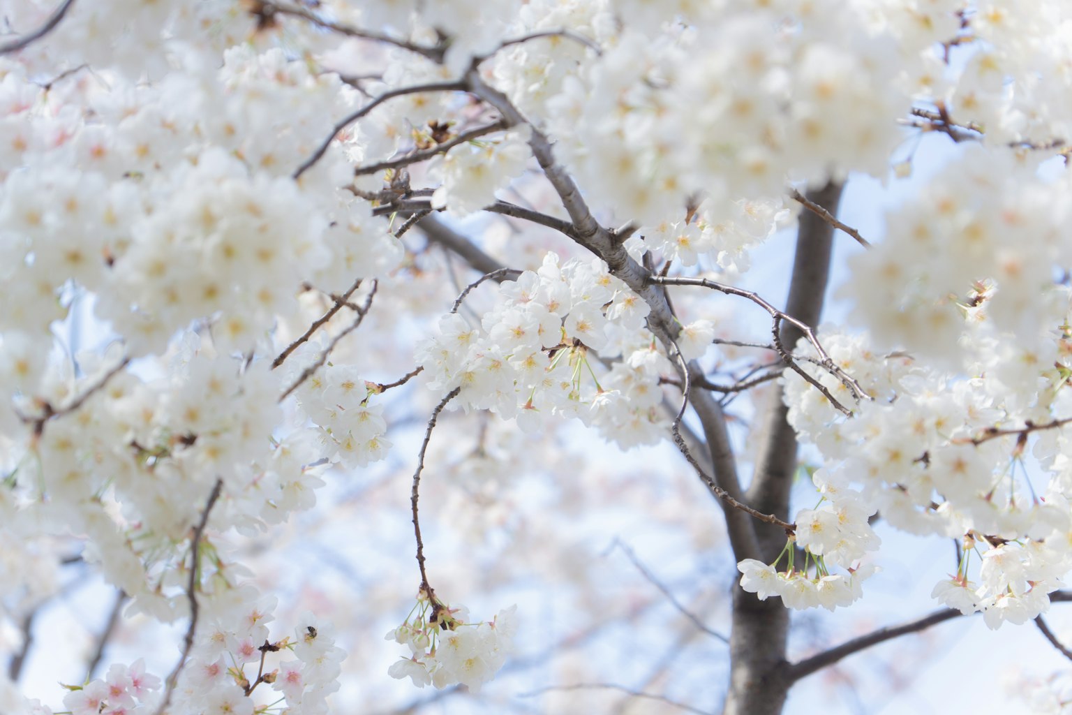 Primo piano di rami di albero con fiori bianchi in fiore