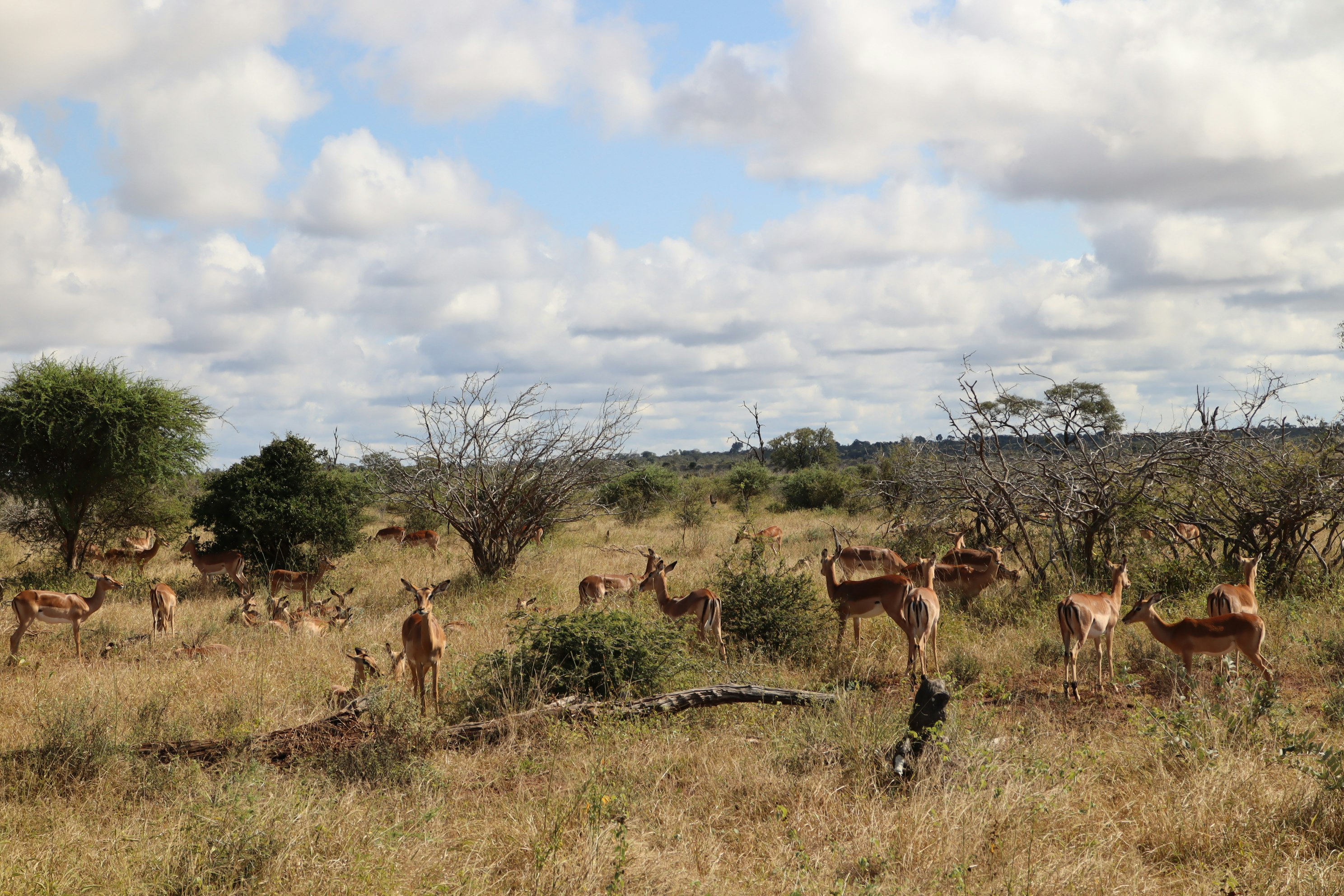 wild giraffes grazing in a savanna landscape