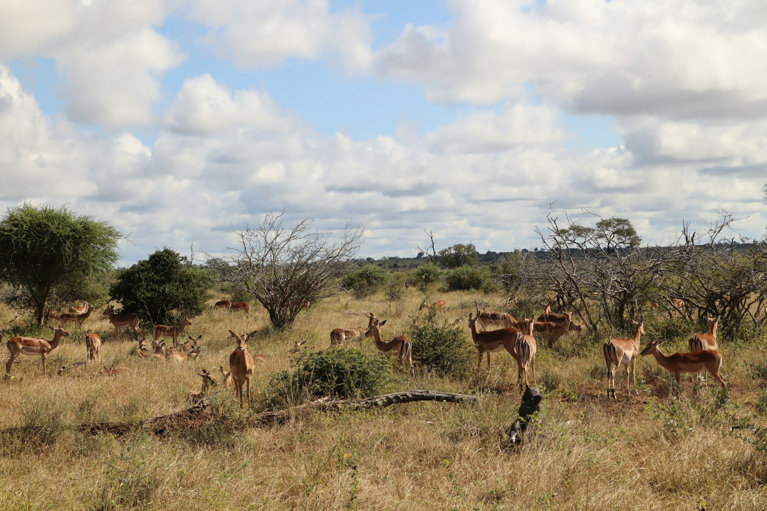 Một đàn impala đang gặm cỏ trong cảnh quan savanna dưới bầu trời nhiều mây