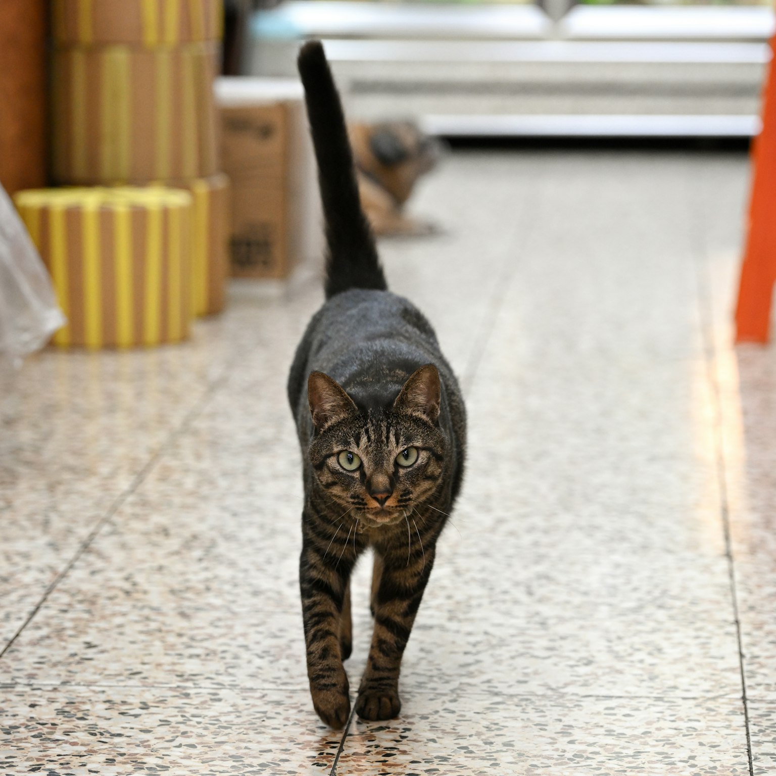 走在走廊里的条纹猫，背景模糊，有箱子
