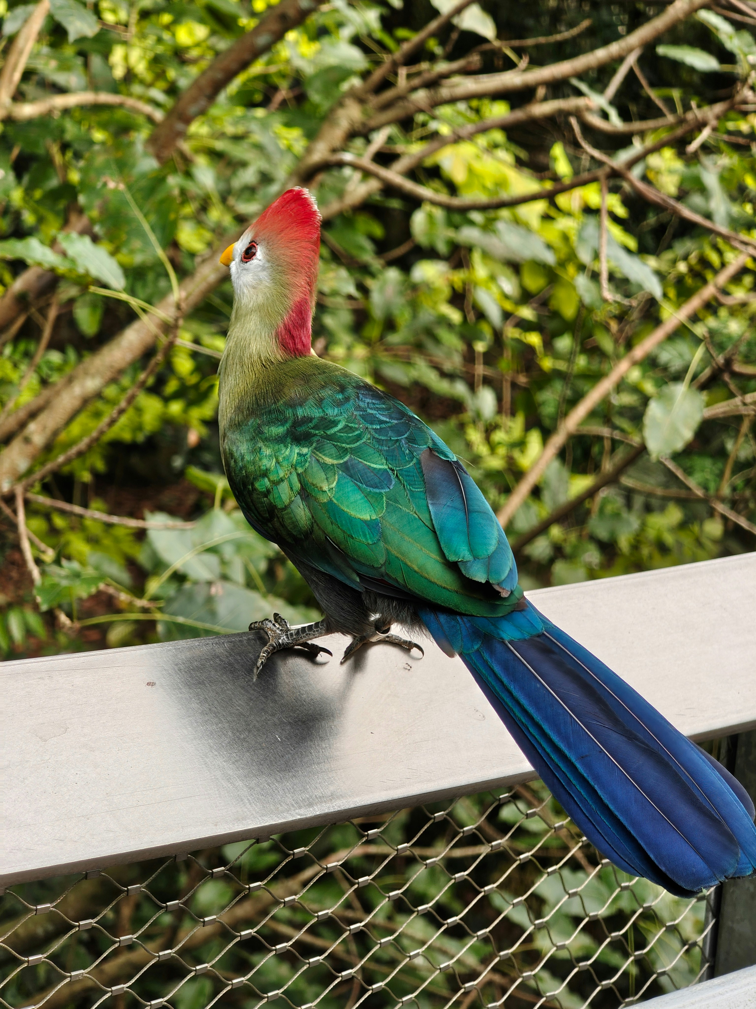 鳥の楽園の柵の上にとまる鮮やかな鳥