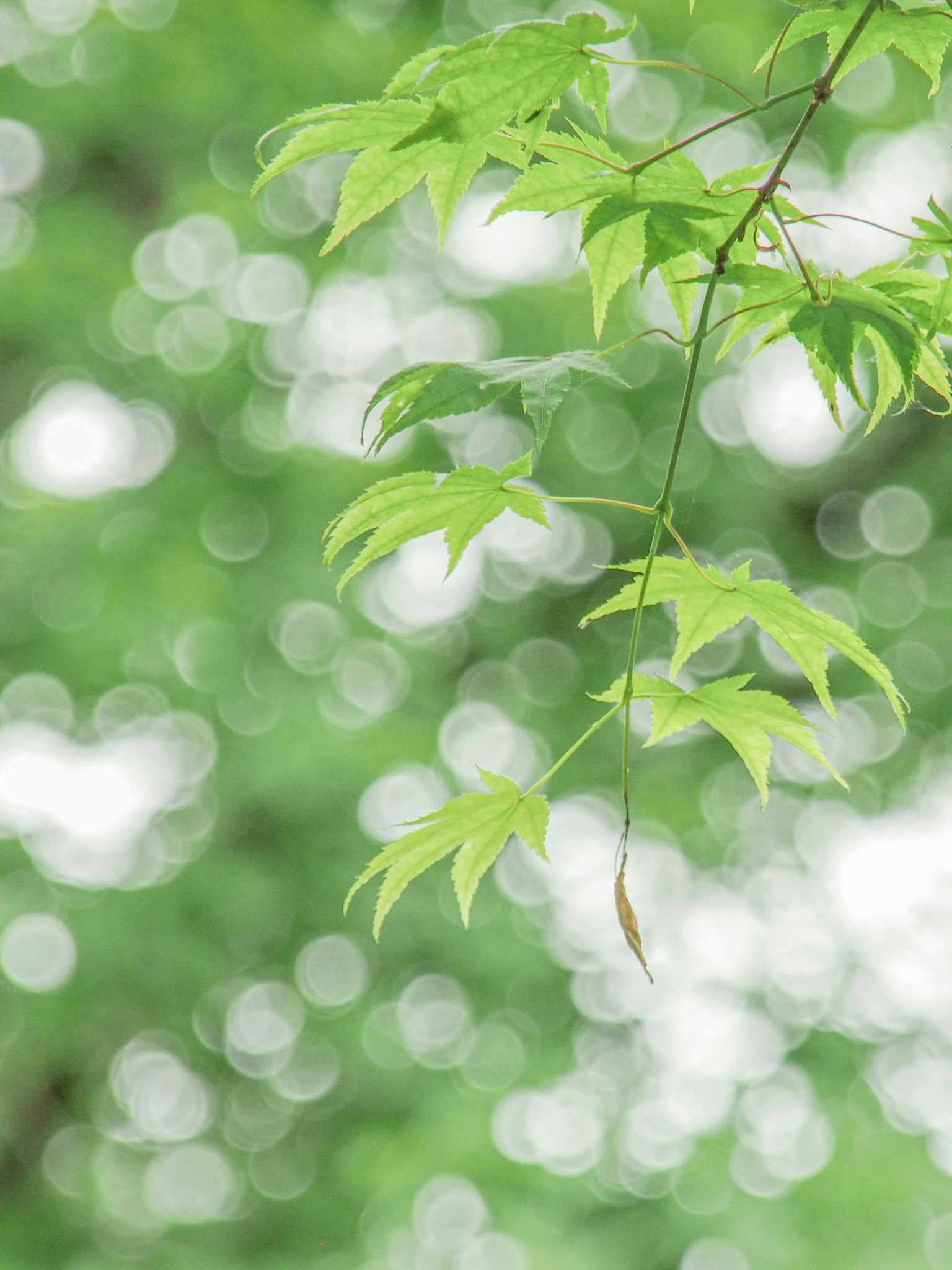 A close-up of vibrant green leaves against a blurred background