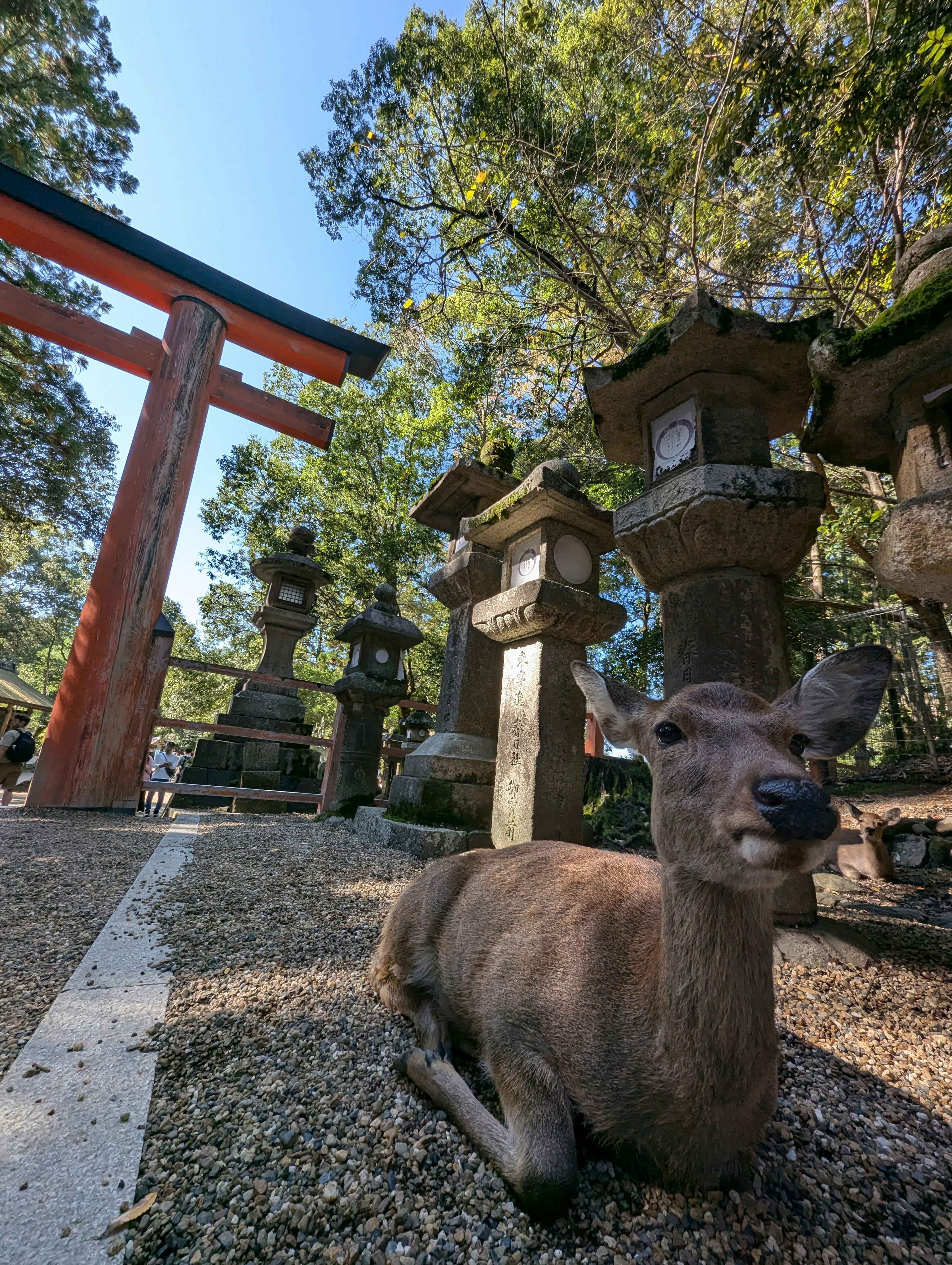 奈良の神社境内で鹿が石灯籠の前にいる