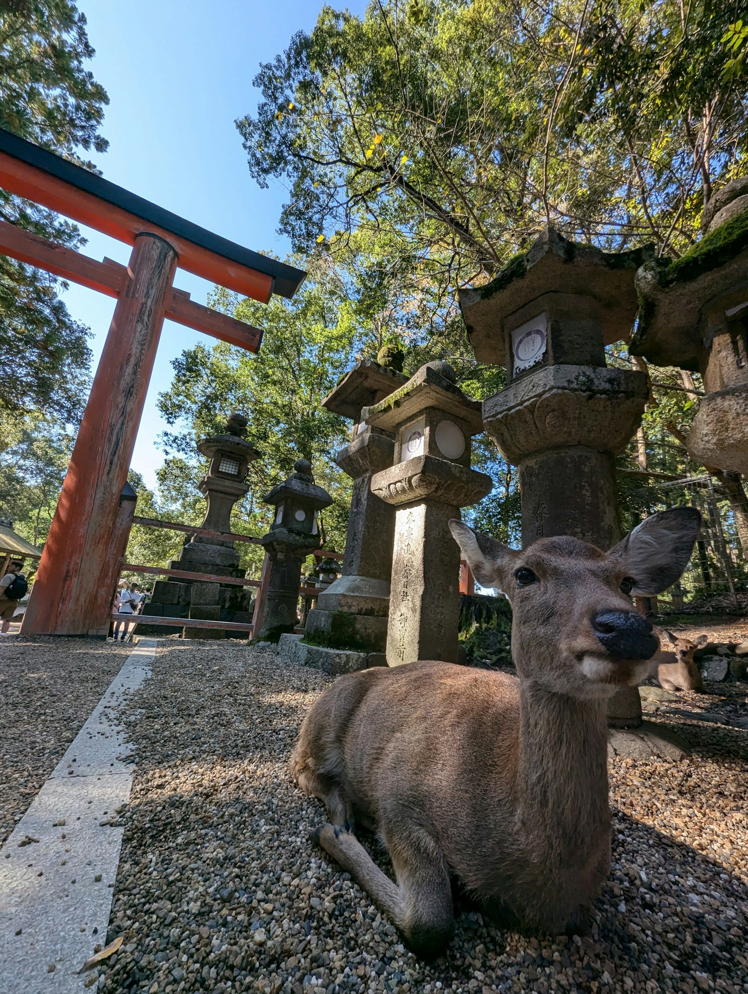 A deer resting near stone lanterns in Nara Park