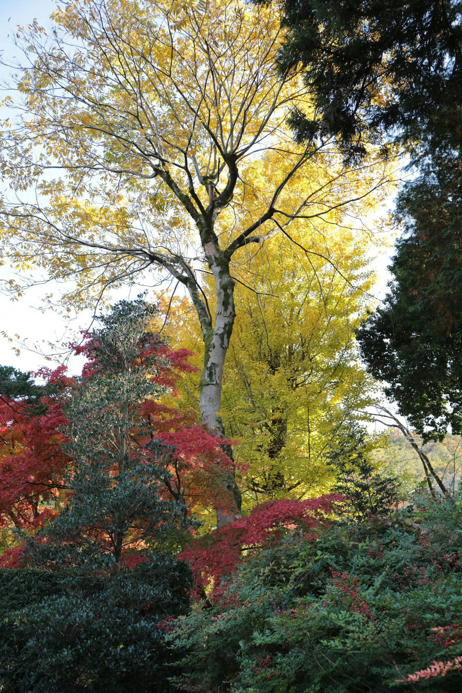 Follaje colorido con un árbol amarillo alto y hojas rojas vibrantes en un jardín