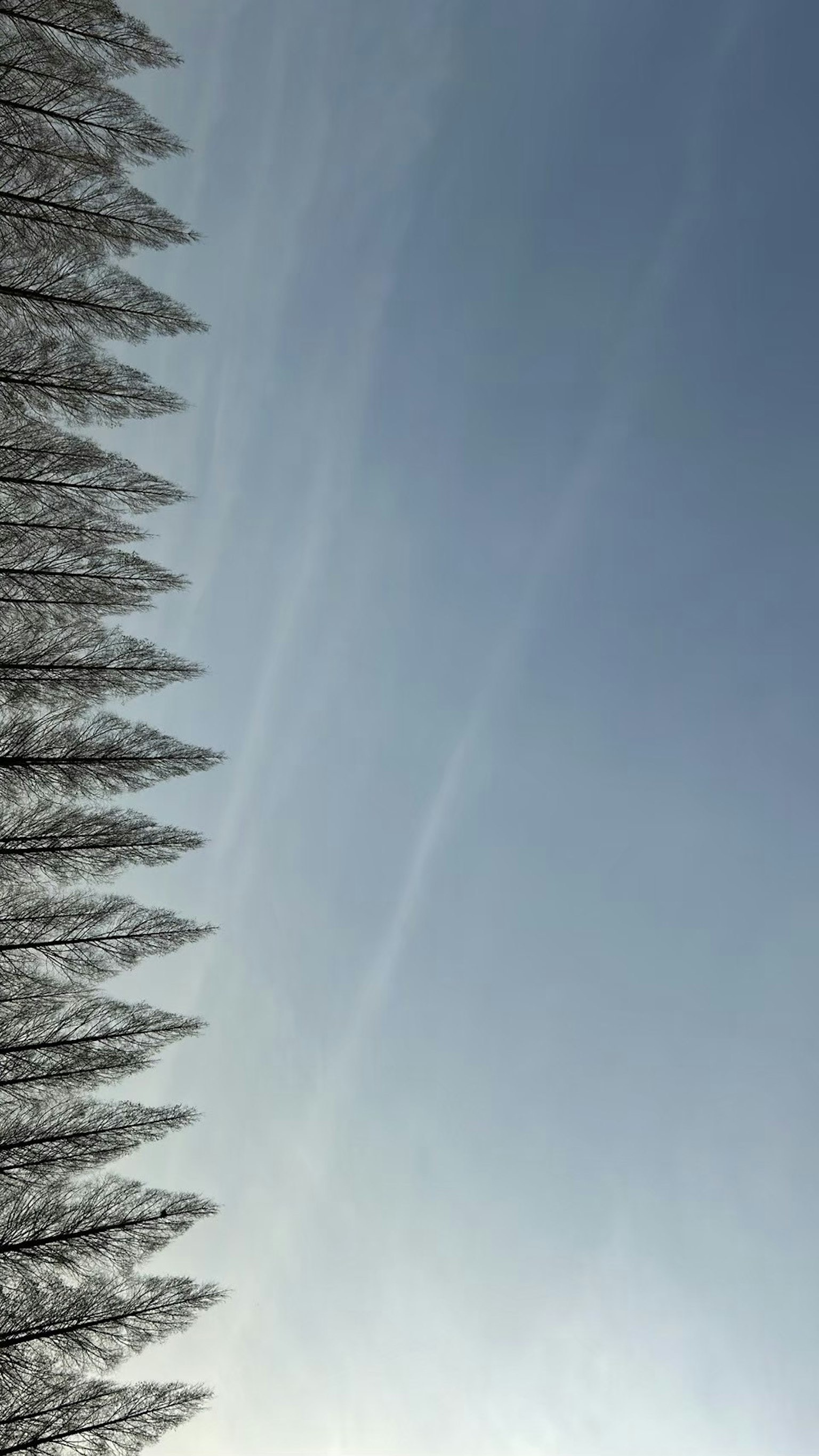 Paysage d'arbres enneigés sous un ciel bleu