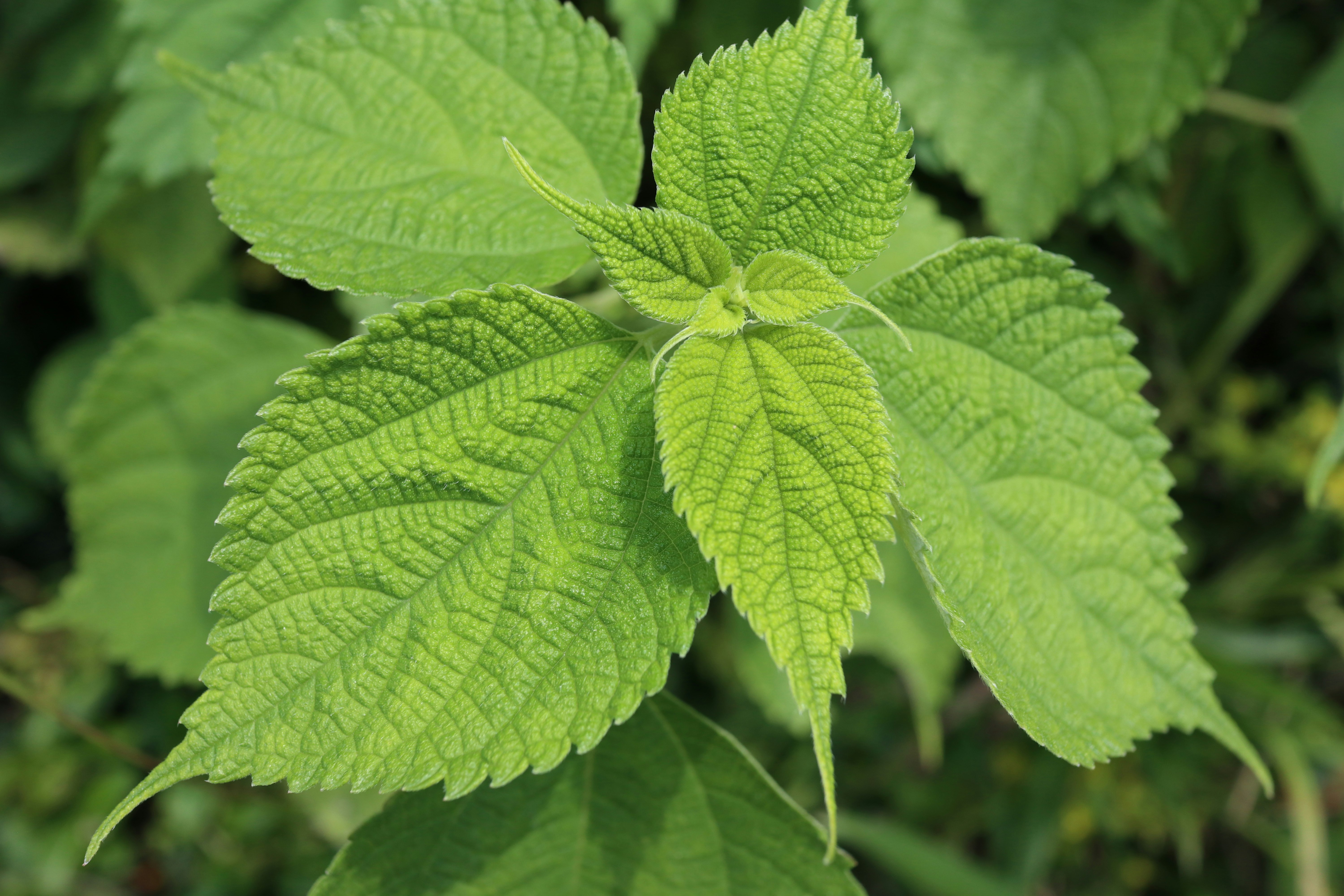 野草の葉が生い茂るクローズアップ