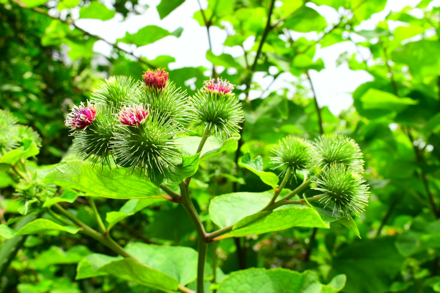 Bourgeons de fleurs épineux et petites fleurs entourés de feuilles vertes