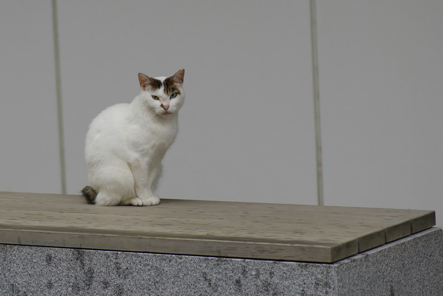 Kucing putih duduk di atas permukaan kayu