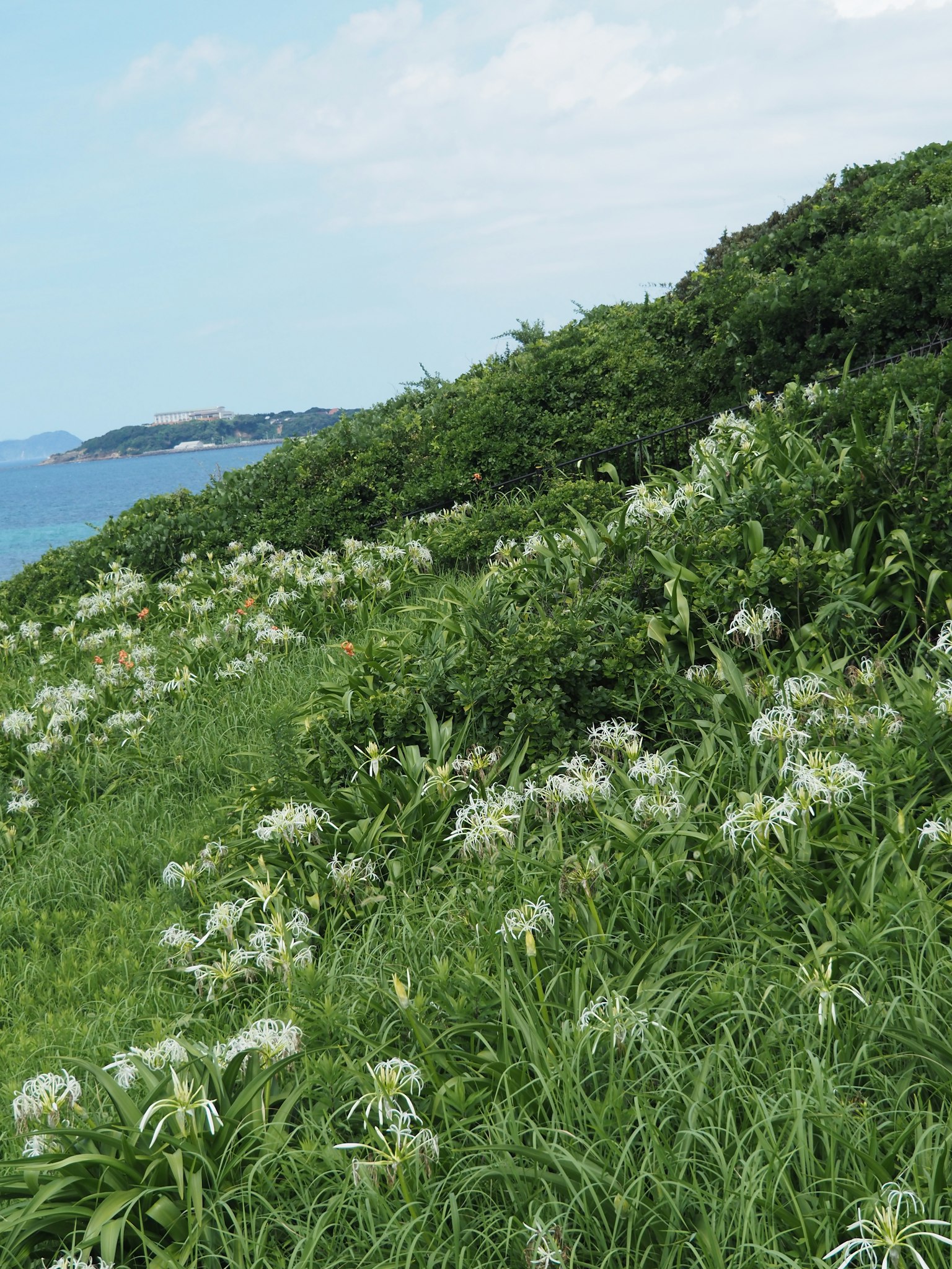 Grüne Hügel mit weißen Blumen und blauem Ozean
