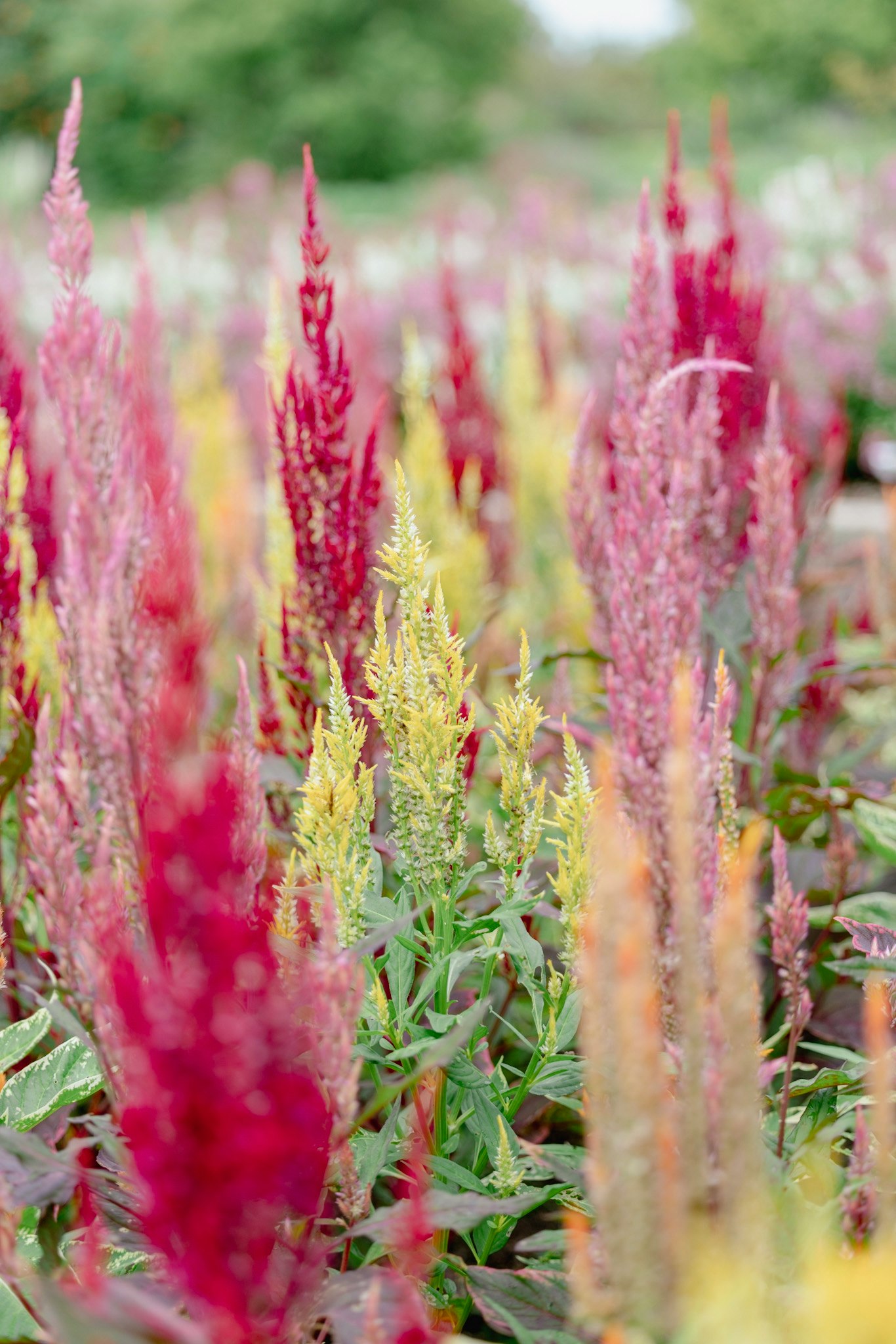 ケイトウの花が群生する花畑のボケた景色