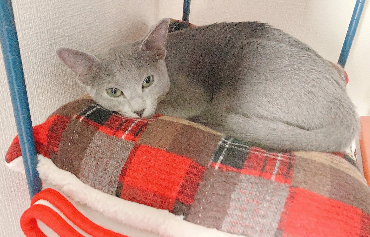 Gray cat relaxing on a red checkered cushion