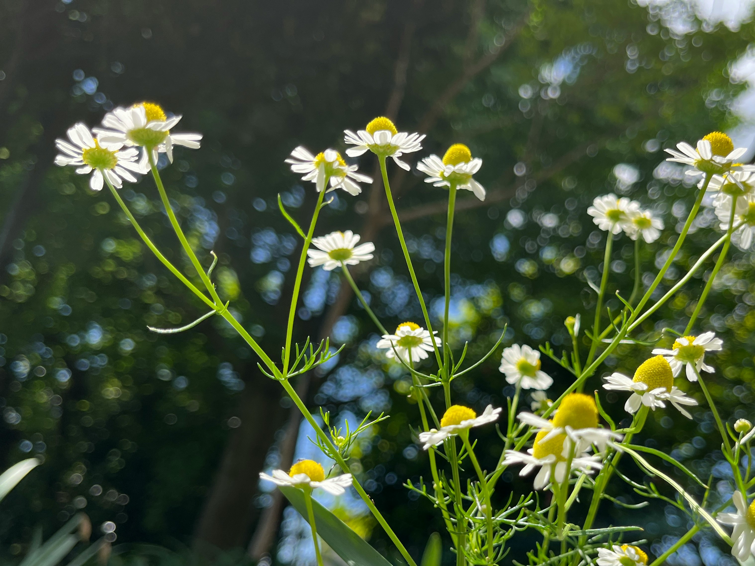 背景のボケと一緒に咲く小さな白い花