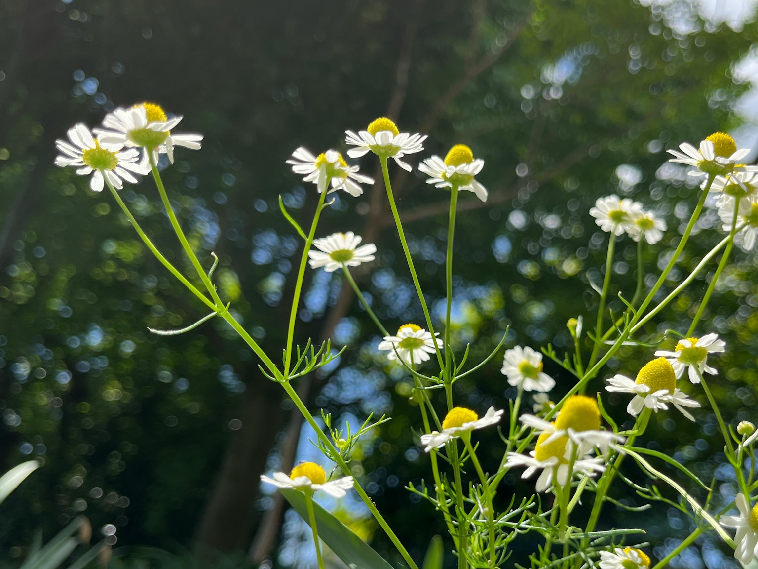 Cluster of wild chamomile flowers with white petals and yellow centers
